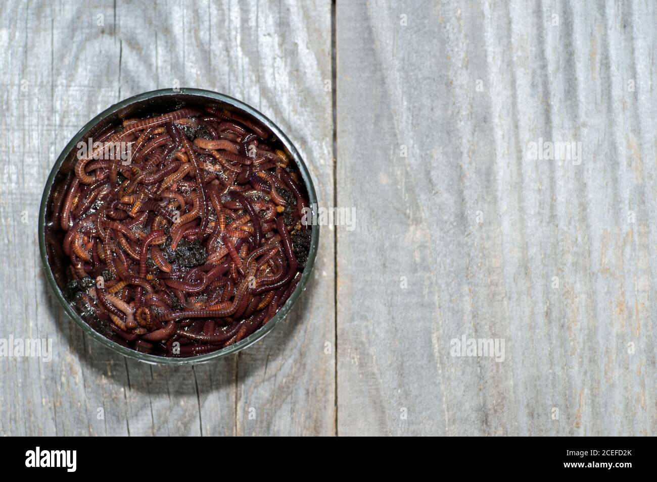 Red compost worms in a plastic fishing box on a faded wooden gray background. Background Stock Photo