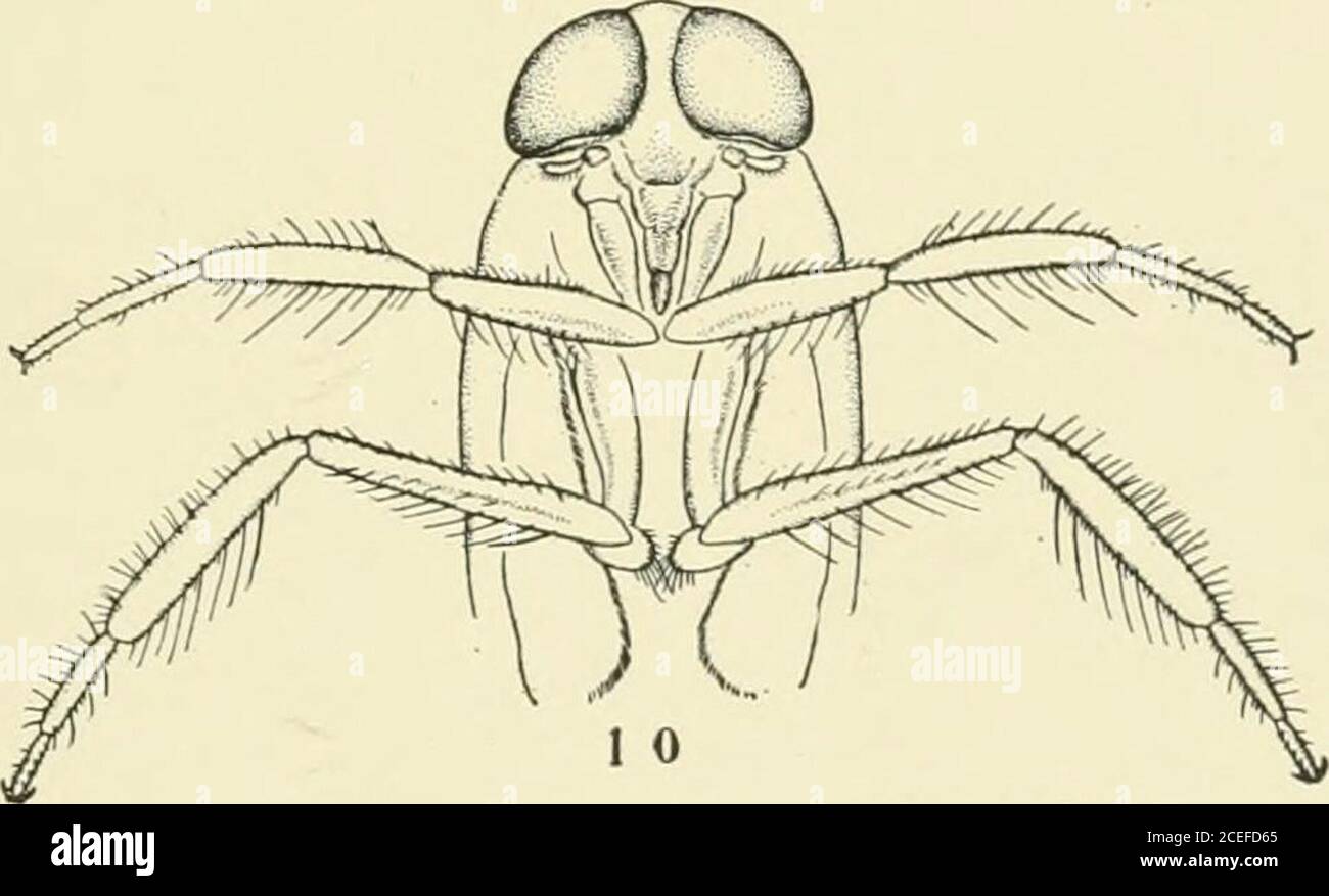 . Entomological news. HBHunGcnFoRd dil. BUENOA MARGARITACEA-HUNGERFORD. I I ol. XXviii] ENTOMOLOGICAL NEWS 183 Fig. 8. Newly hatched B. margaritacca. Note distance between theeyes, the absence of ventral abdominal plate and the fact that the tarsiare one-segmented. Fig. 9. Lateral view of the terminal segments of the female show-ing the ventral plate drawn to expose the strongly dentated and chitin-ized ovipositor, by means of which incisions are made for the receptionof the eggs in the tissues of plants. Fig. ID. Compare with figure 4. The anterior legs spread to showthe concavities of the l Stock Photo