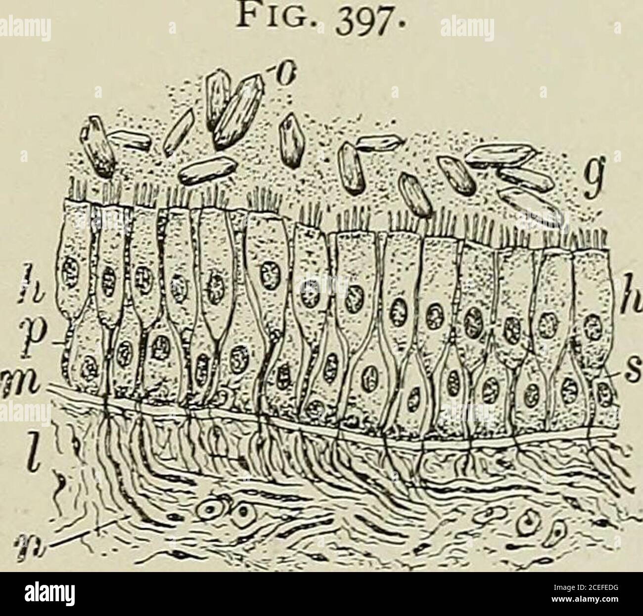 . Text-book of normal histology: including an account of the ...