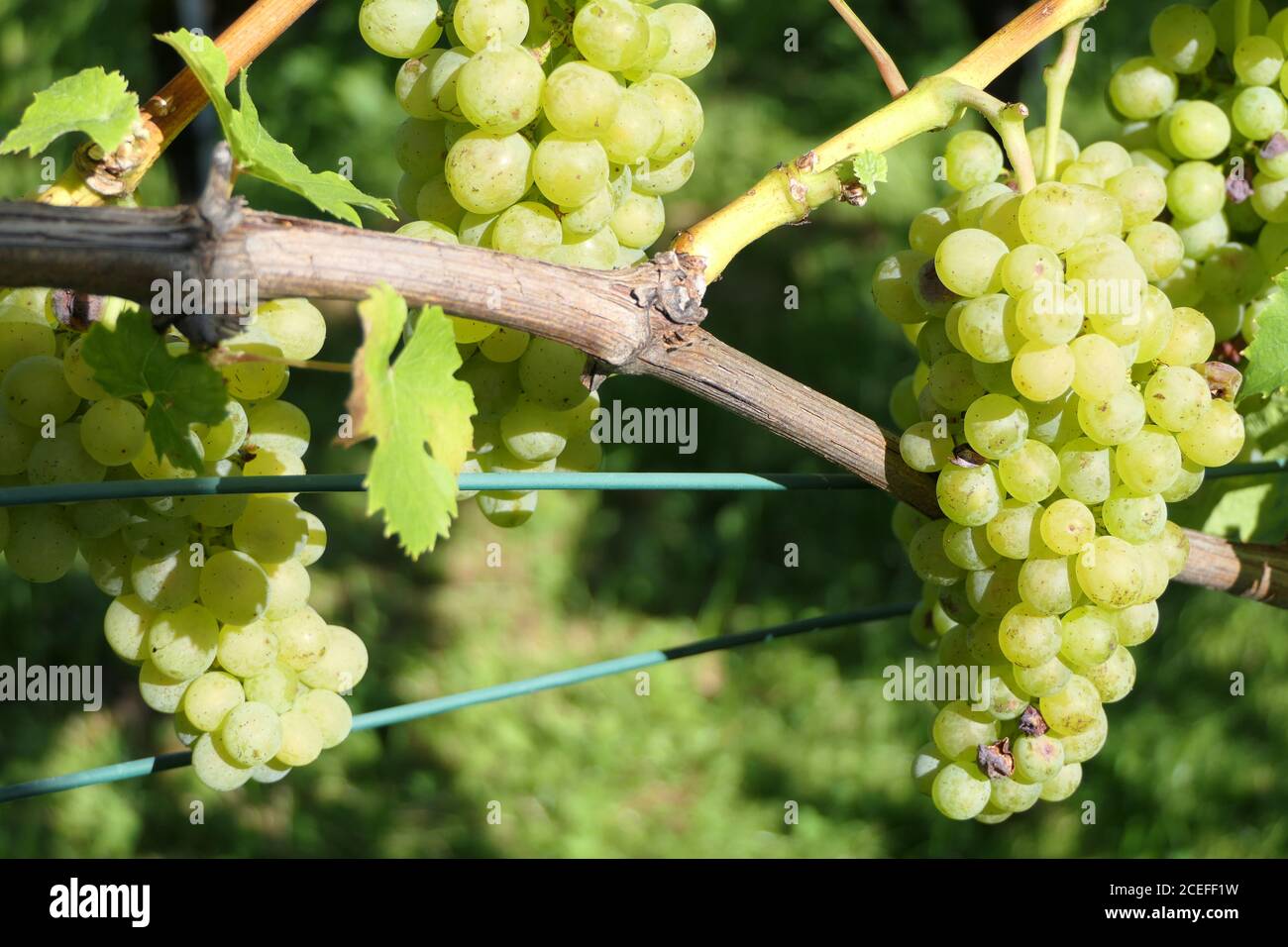 White grapes on the vine in the sun, ready for the harvest Stock Photo