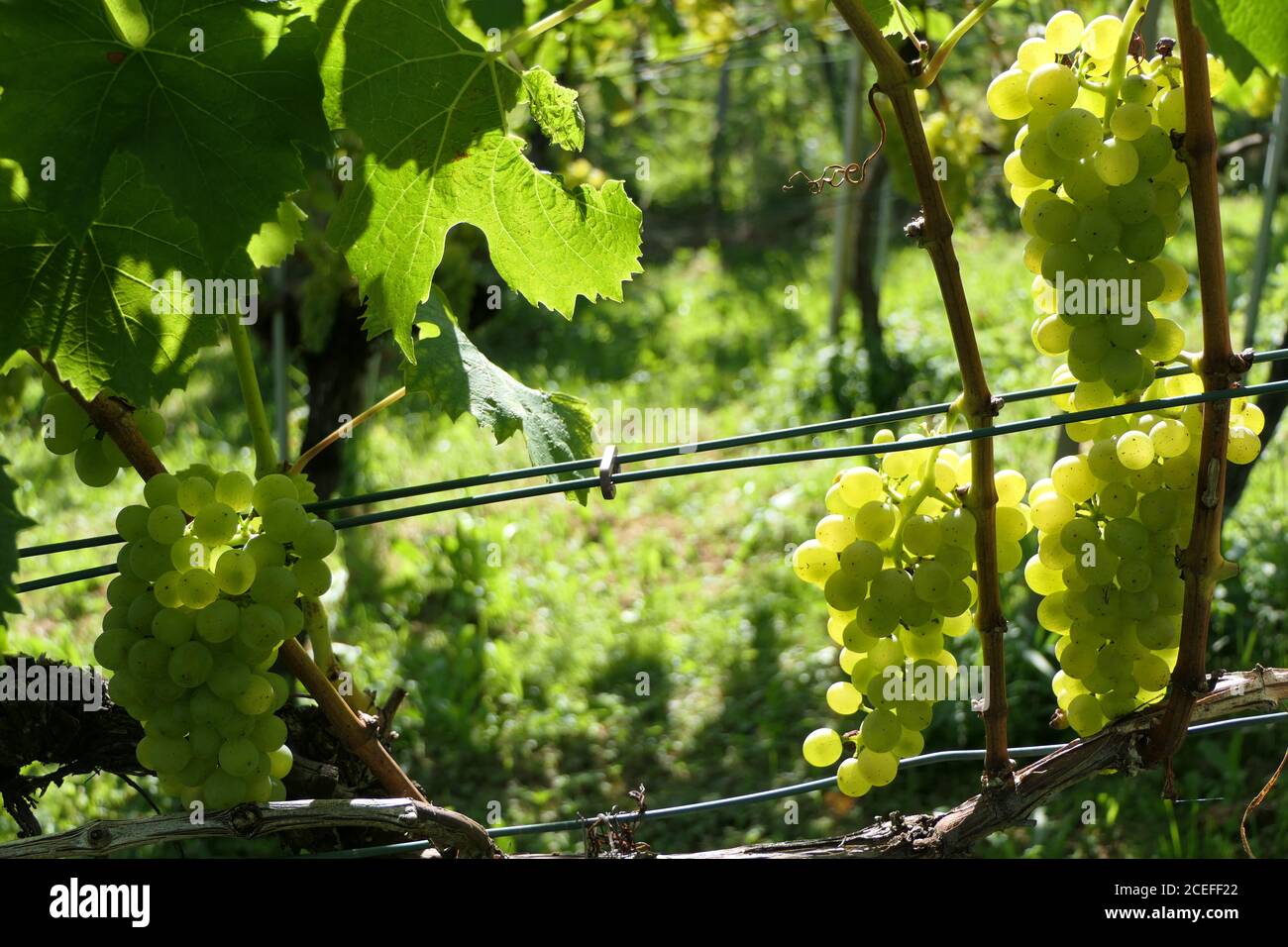 The autumn sun shines on these ripe white grapes Stock Photo