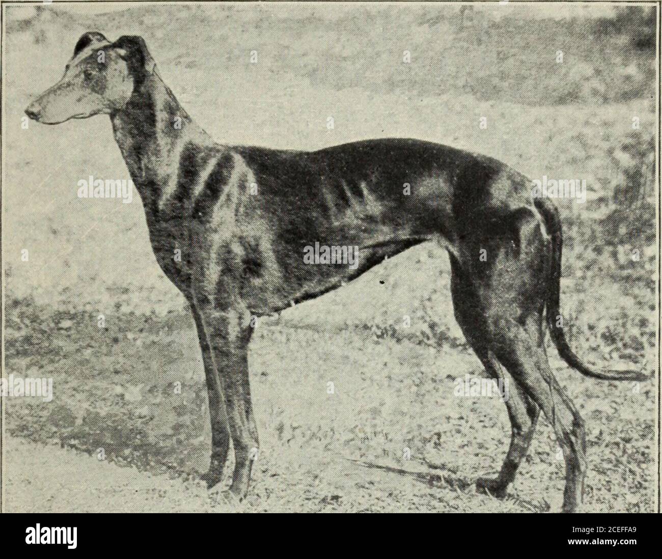 The Dental cosmos. Skull of bulldog. shows a pig which won first prize as  the the express purpose of coursing the hare, best white hog at a Royal  Agricultural in which