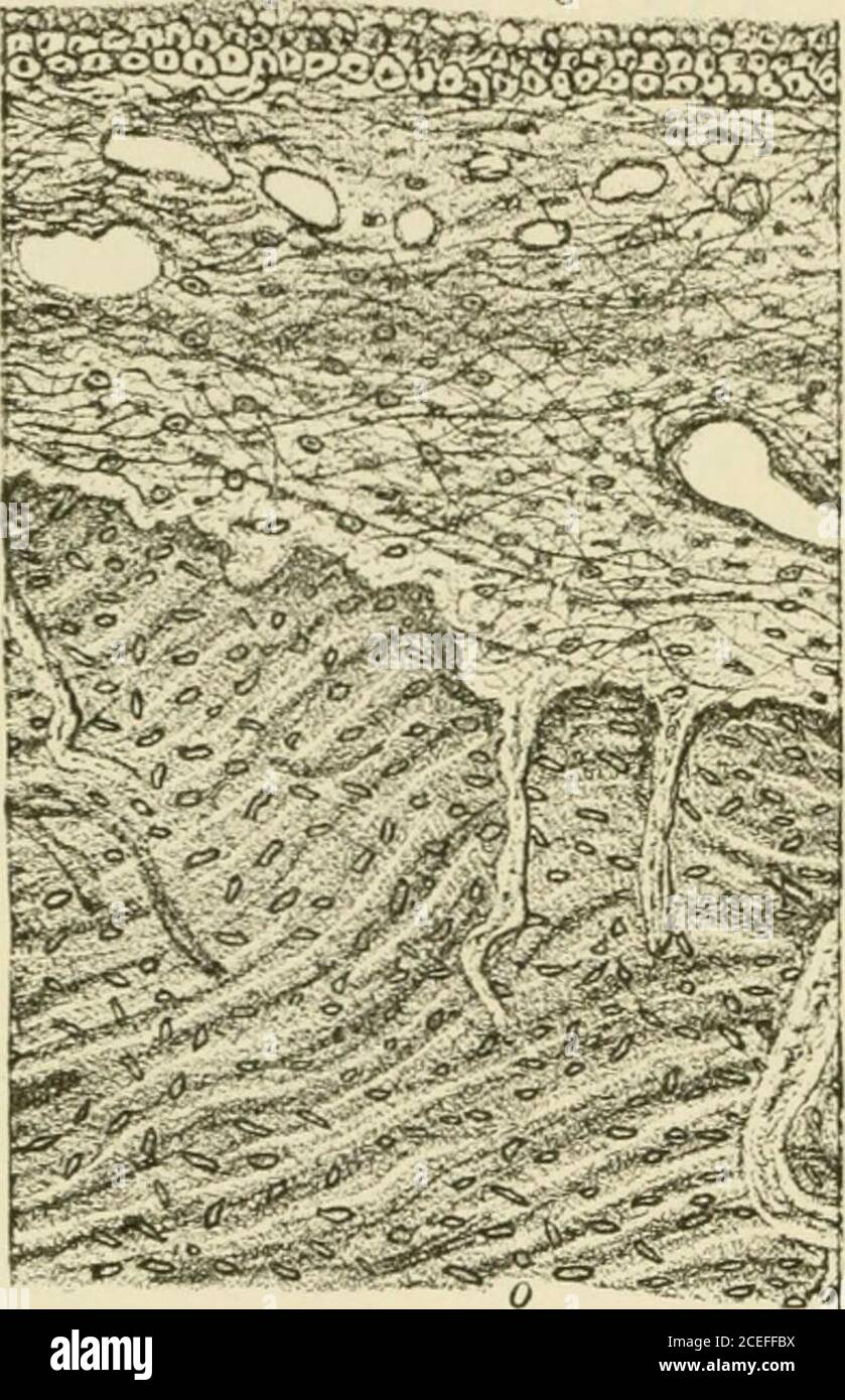 Outer Fibrous Tissue High Resolution Stock Photography and Images - Alamy
