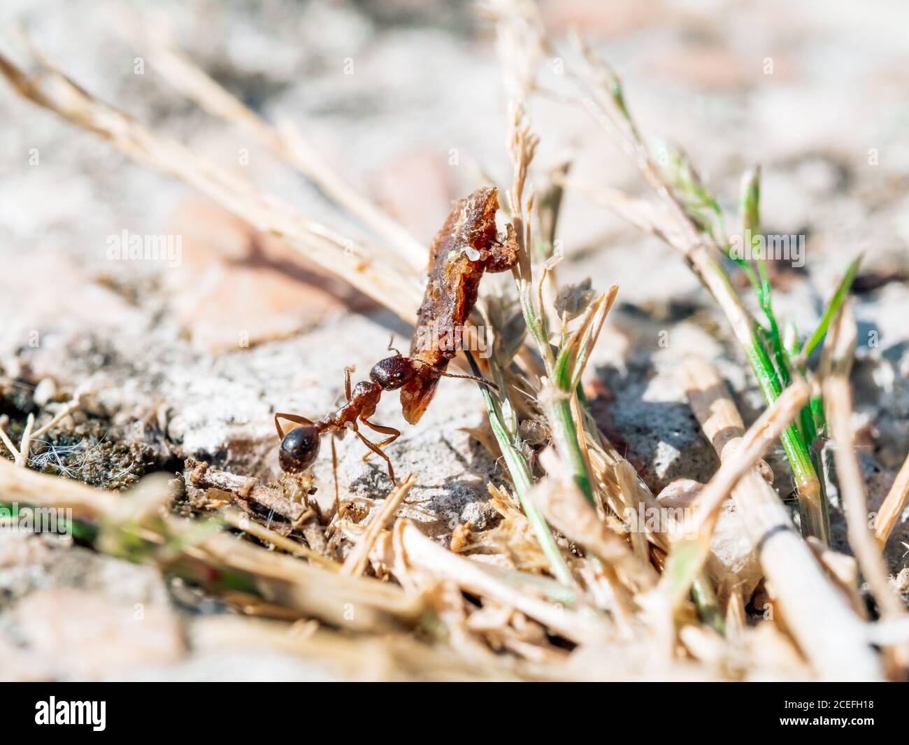 Small ant worker with heavy object. Strong ant hardworking. Ant in habitat. Shallow DOF. Copy space Stock Photo