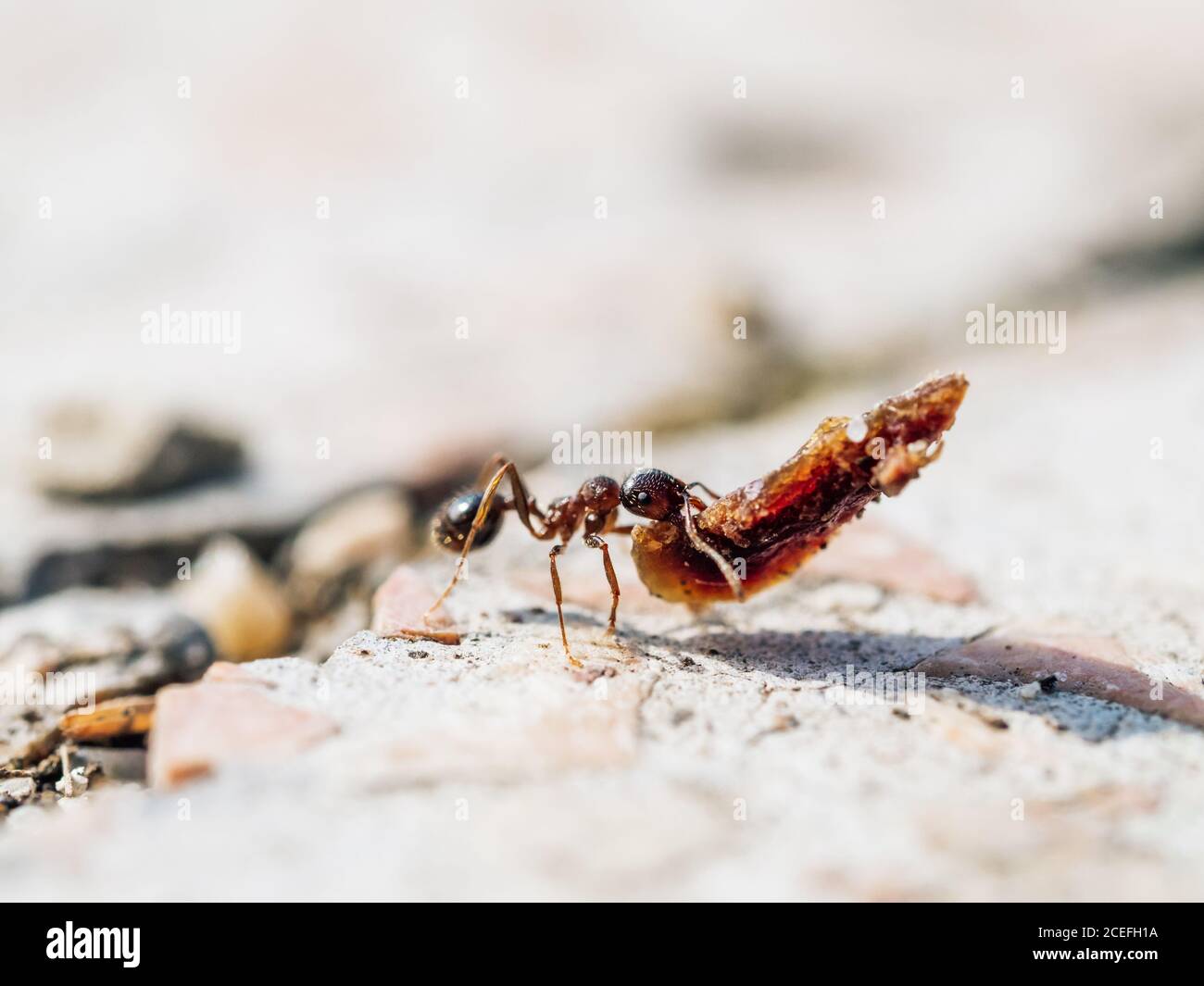 Small ant worker with heavy object. Strong ant hardworking. Ant in habitat. Shallow DOF. Copy space Stock Photo