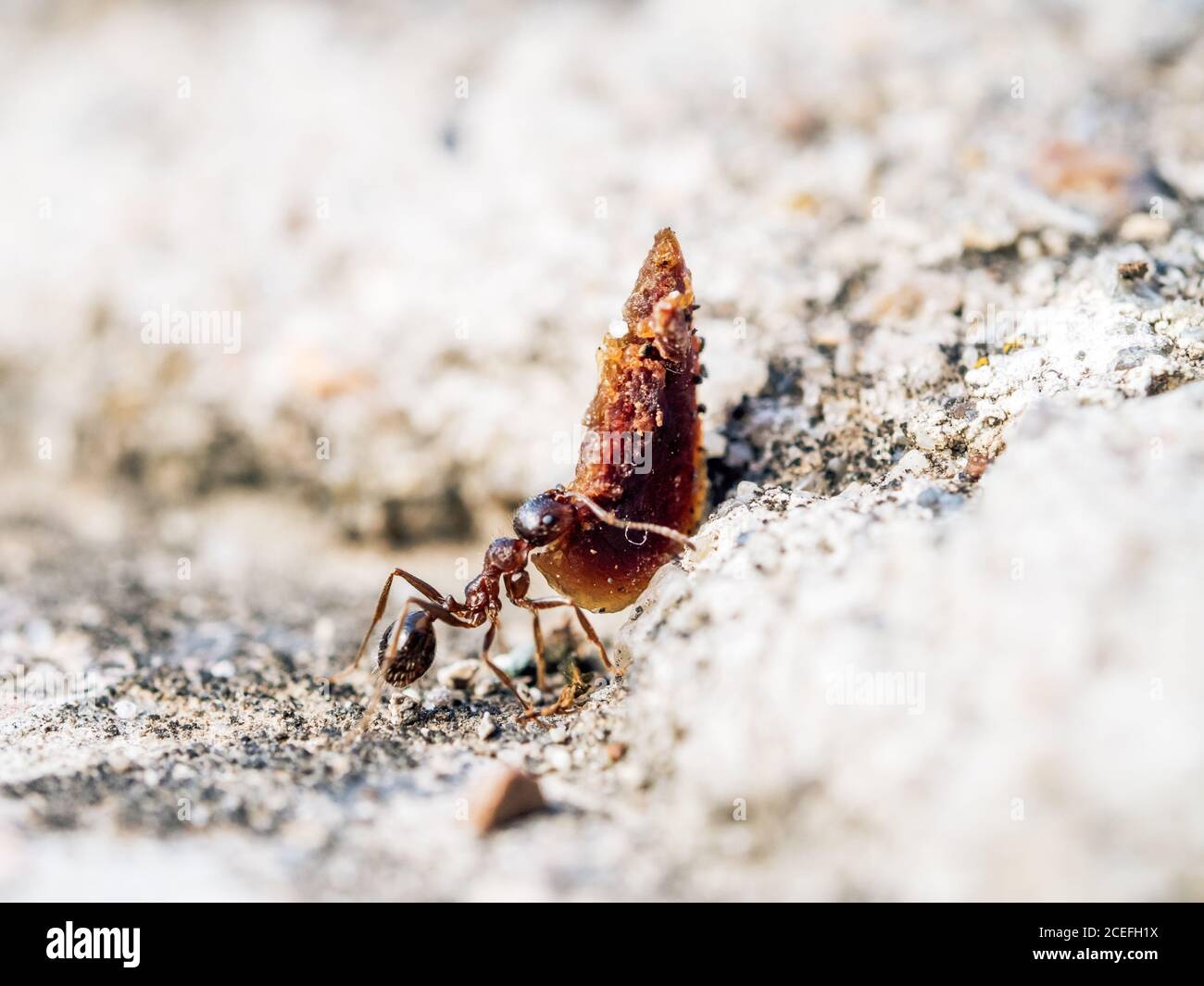 Small ant worker with heavy object. Strong ant hardworking. Ant in habitat. Shallow DOF. Copy space Stock Photo