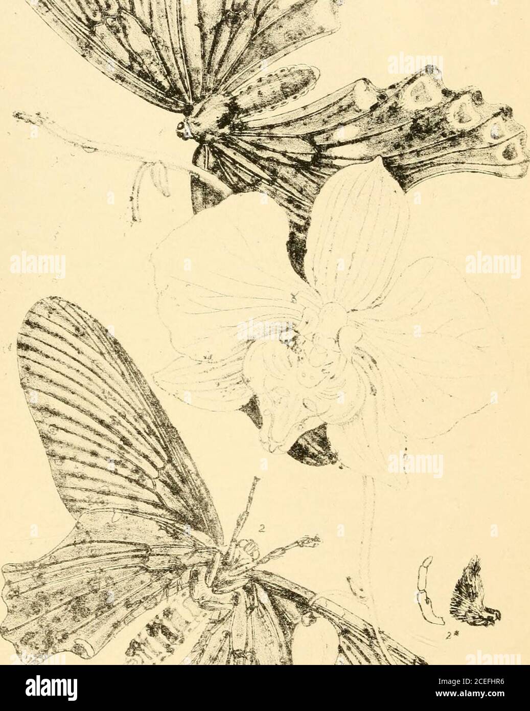 . Arcana entomologica, or, Illustrations of new, rare, and interesting insects. ettuce and dandelion leaves belonging to Cichoraceas, and, in India,Ficus religiosa, belonging to Artocarpese, have been ascertained tobe the best substitutes for the mulberry leaves; while the Arrindisilk-worm of India, Phalaana Cynthia, feeds upon those of thecastor-oil plants, Ricinus communis, belonging to Euphorbiacese.Considering that a circumstance of this nature was not likely to beaccidental, I was induced to think that it depended upon the pre-sence of some principle common to all these vegetables, and th Stock Photo