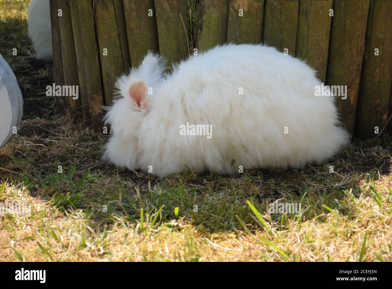 Cute fluffy white bunny sitting in a field Stock Photo - Alamy