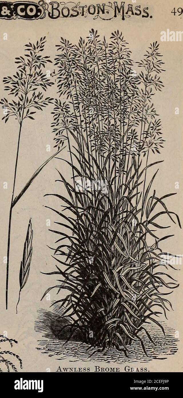 . Turn over a new leaf and be convinced that W.W. Rawson & Co.'s seeds are true to name / W.W. Rawson & Co.. Awnless Brome Grass. English or Perennial Eye Grass. Creeping Bent Grass (Agrostis stoloni-fera).—A variety with long, prostratecreeping stems, well adapted for sandypastures near the coast, and useful forbinding shifting sands or riverbankssubject to wash or overflow. It makes agood pasture grass for low lands, es-pecially for those that are somewhatsandy. It produces a fine and enduringturf for lawns. Height 1 to 2 feet. Ifsown alone 50 lbs. to the acre should besown; weighs 15 lbs. t Stock Photo