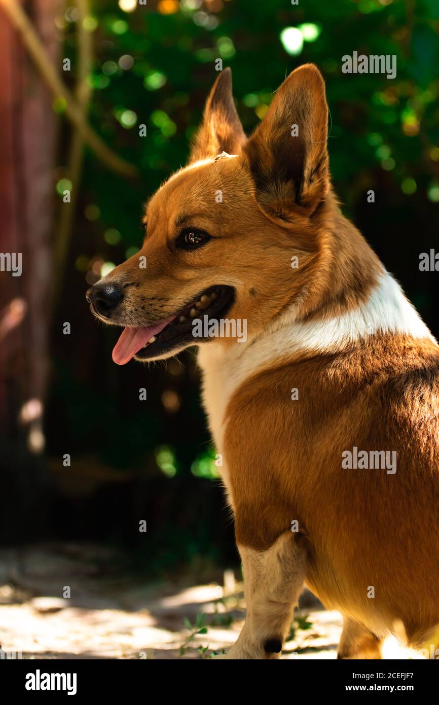 Welsh corgi dog in the yard is playing and watching the cat, beautiful green background and relaxing in the garden Stock Photo