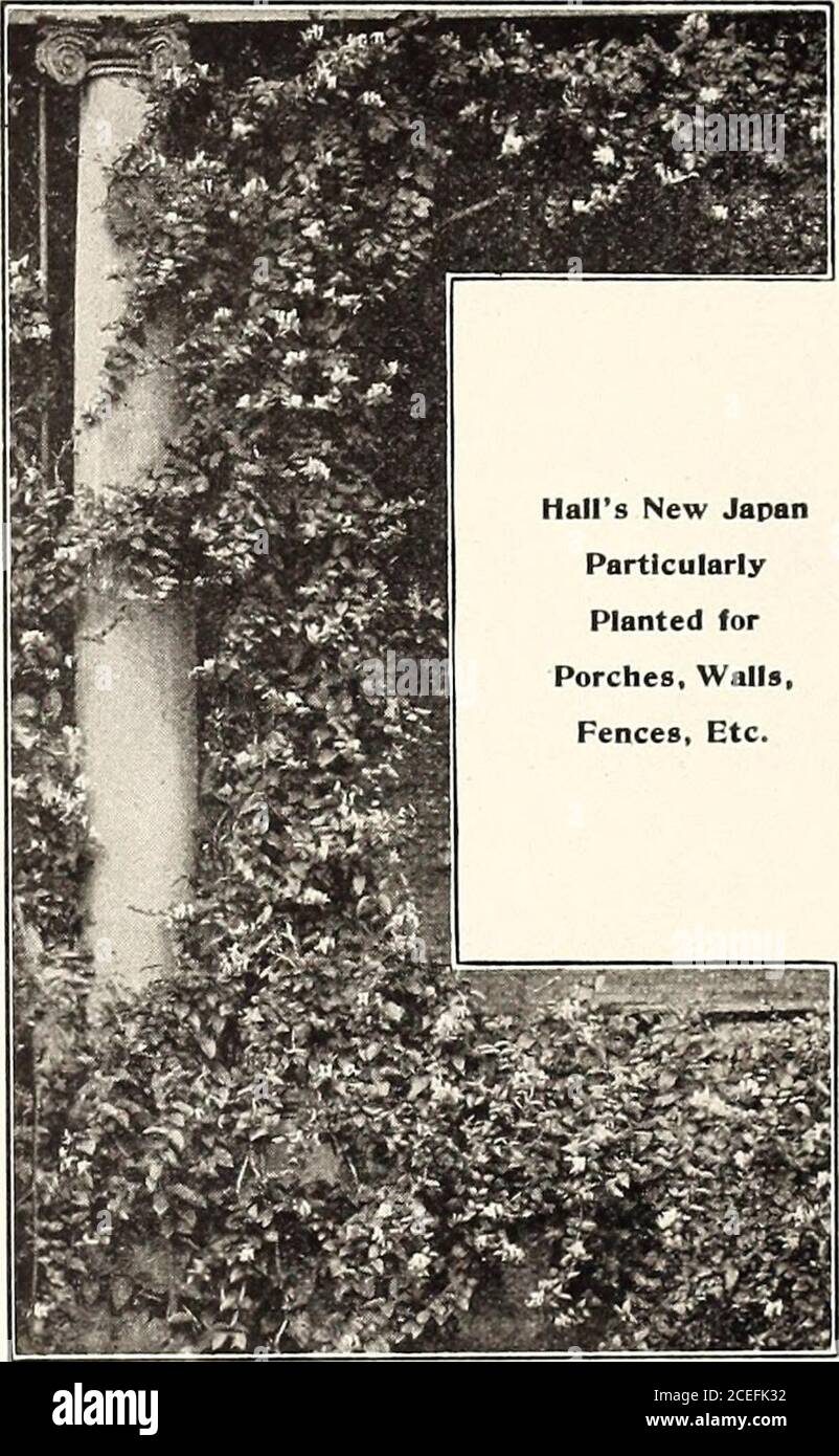 . Revised, illustrated and descriptive catalogue of fruit and ornamental trees shrubs, roses, bulbs and bulbous plants, grape vines, small fruits, etc.. 61 PERRY NURSERY COMPANY, ROCHESTER. N. Y.. Upright Honeysuckle Gnldtn-lcaved Syringa.—This is a verypretty, tin-diiim size plant, with golden yellowfoliage. It keeps its color the entire season; valuable for striking contrasts with purple-leaved shrubs. Variegated.—A magnificent new variety withbeautiful foliage, somewhat similar to the Var-iegated Althaea; very rare as yet. A greatacquisition. TAMARIX. This is a hardy shrub, with small leave Stock Photo