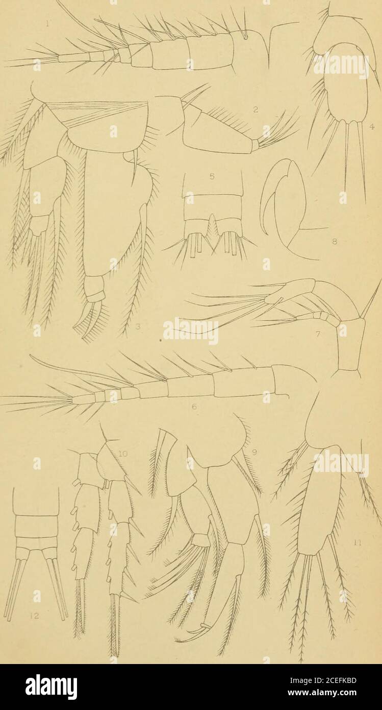 . Remarks on some copepoda from the Falkland Islands collected by Mr. Rupert Valletin. SCOTT. Ann. S- May. Nat. Hist. S. v. Vol. XIII. PL XIV. Ann. cv Map. Nat. Hist. S. 8. Vol. XIII. PI. XV Stock Photo