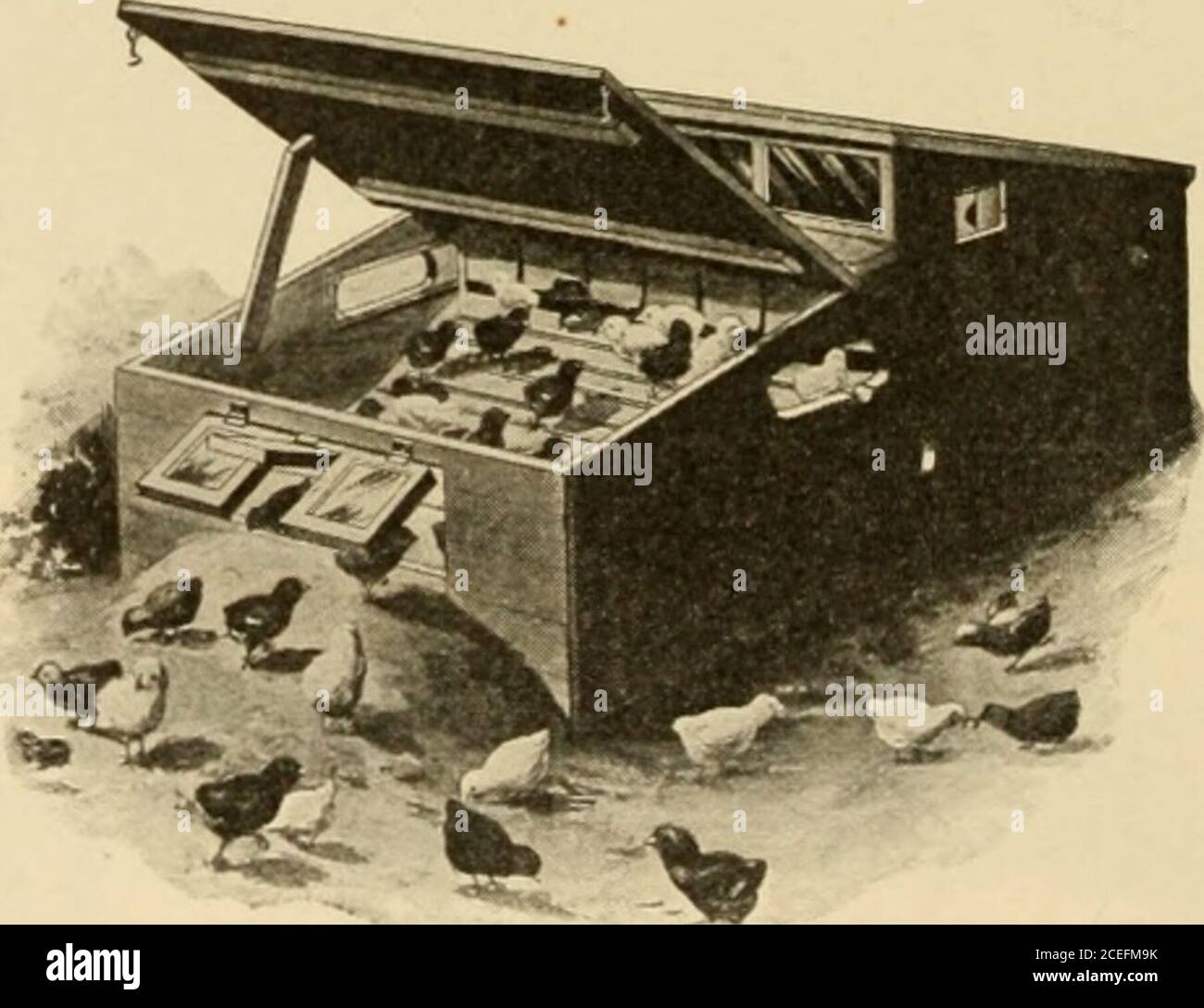 Brahma egg incubator price