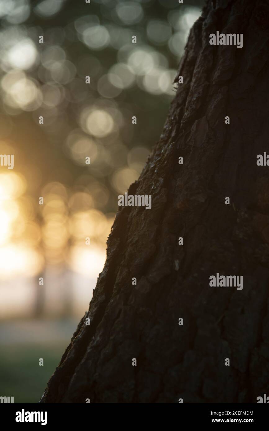 Closeup of a tree trunk on a blurry background Stock Photo - Alamy