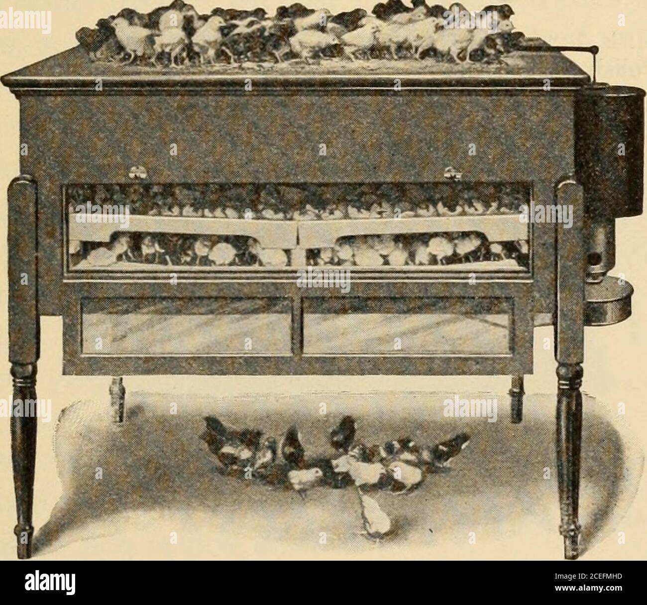 . Agriculture for beginners. Fig. i86. Breeding Yards &gt;^^^^^;^. Fig. 187. Incubator 205 2o6 AGRICULTURE FOR BEGINNERS Geese, ducks, and turkeys are not so generally raised ashens, but there is a constant demand at good prices forthese fowls. The varieties of the domestic hen are as follows: I. Egg BreedsI. Leghorn. 2. Minorca. 3. Spanish. 4. Blue Andalusian.5. Ancoras. II. Meat BreedsI. Brahma. 2. Cochin. 3. Langshan. 4. Dorking. 5. Cornish. III. General Purpose Breeds I. Plymouth Rock. 2. Wyandotte. 3. Rhode Island Red. 4. Orpington. IV. Faticy BreedsI. Polish. 2. Game. 3. Sultan. 4. Banta Stock Photo