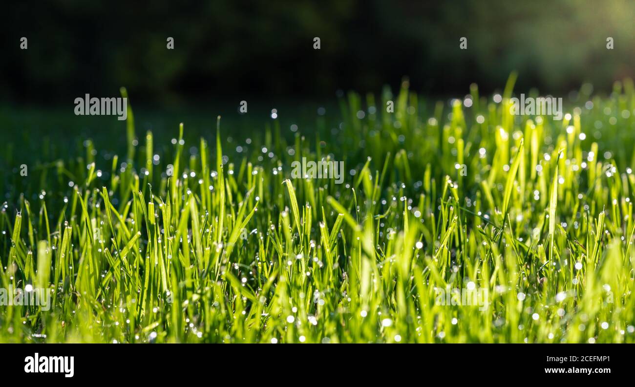 Grass on field during sunrise hi-res stock photography and images - Alamy