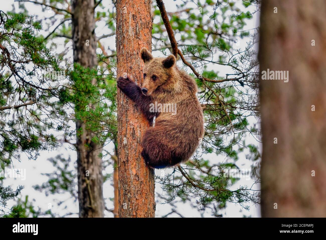 Young scared bear is in the safety of the tree Stock Photo Alamy