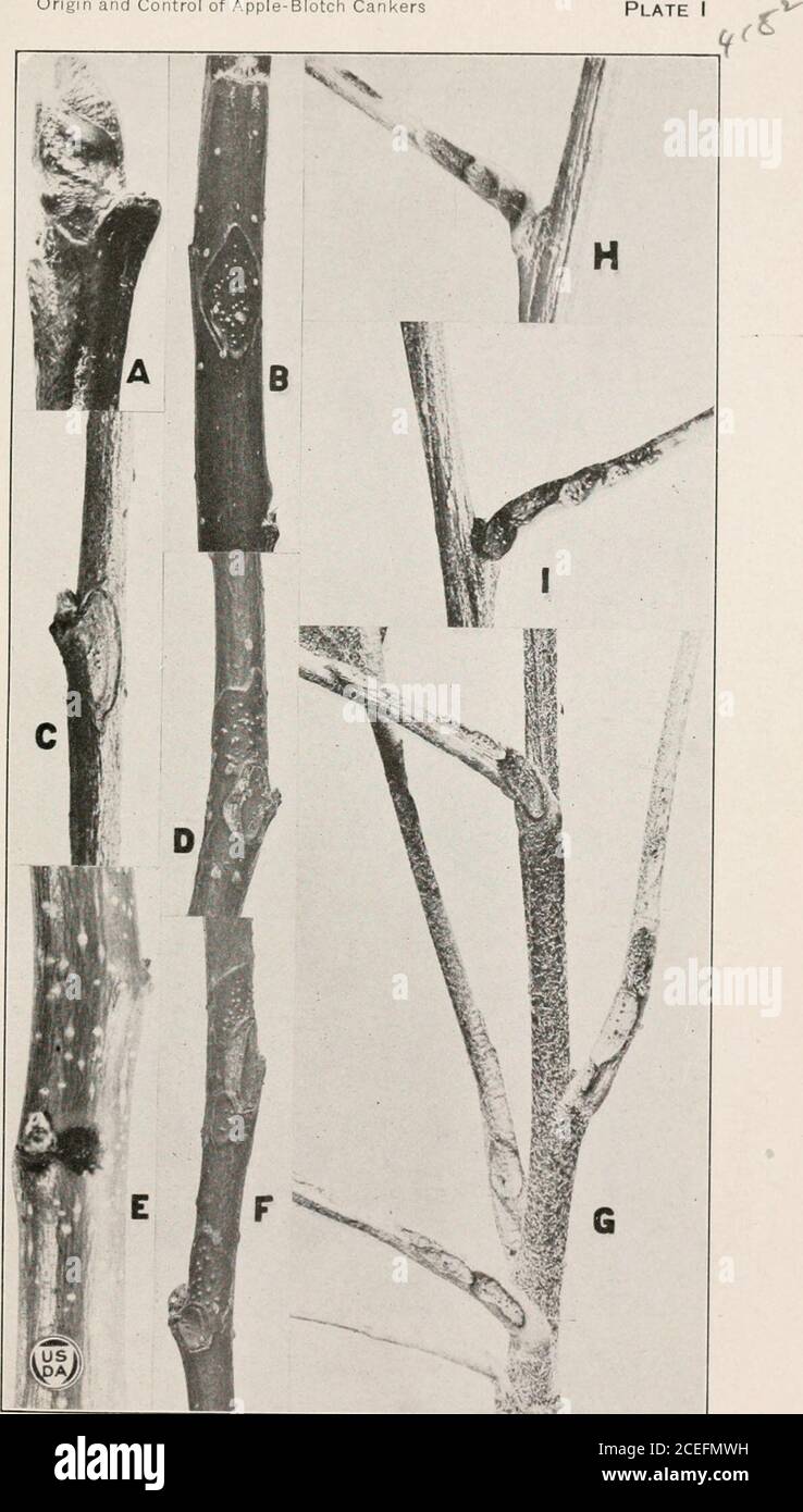 . Journal of Agricultural Research. KERS. In PhytopathoIog&gt;, V. lO, p. 353-357. 14) ScoTT, W. M., and RoRER, James Birch. 1907. THE RELATION OF TWIG CANKERS TO THE PHYLLOSTICTA APPLE BLOTCH. Reprint from Proc. Benton County (Ark.) Hort. Soc. 1907, 6 p.15) 1909. APPLE BLOTCH, A SERIOUS DISEASE OF SOUTHERN ORCHARDS. U. S. Dept. Agr. Bur. Plant Indus. Bul. 144, 28 p., 6 pi. Bibliographical footnotes. 16) Sheldon, John L. 1907. concerning the RELATIONSHIP OF PHYLLOSTICTA SOLITARIA TO THE FRUIT BLOTCH OF APPLES. In Science, n. s., v. 26, p. 183-185. 17) Wiltshire, S. P. 1921. STUDIES ON THE APPL Stock Photo