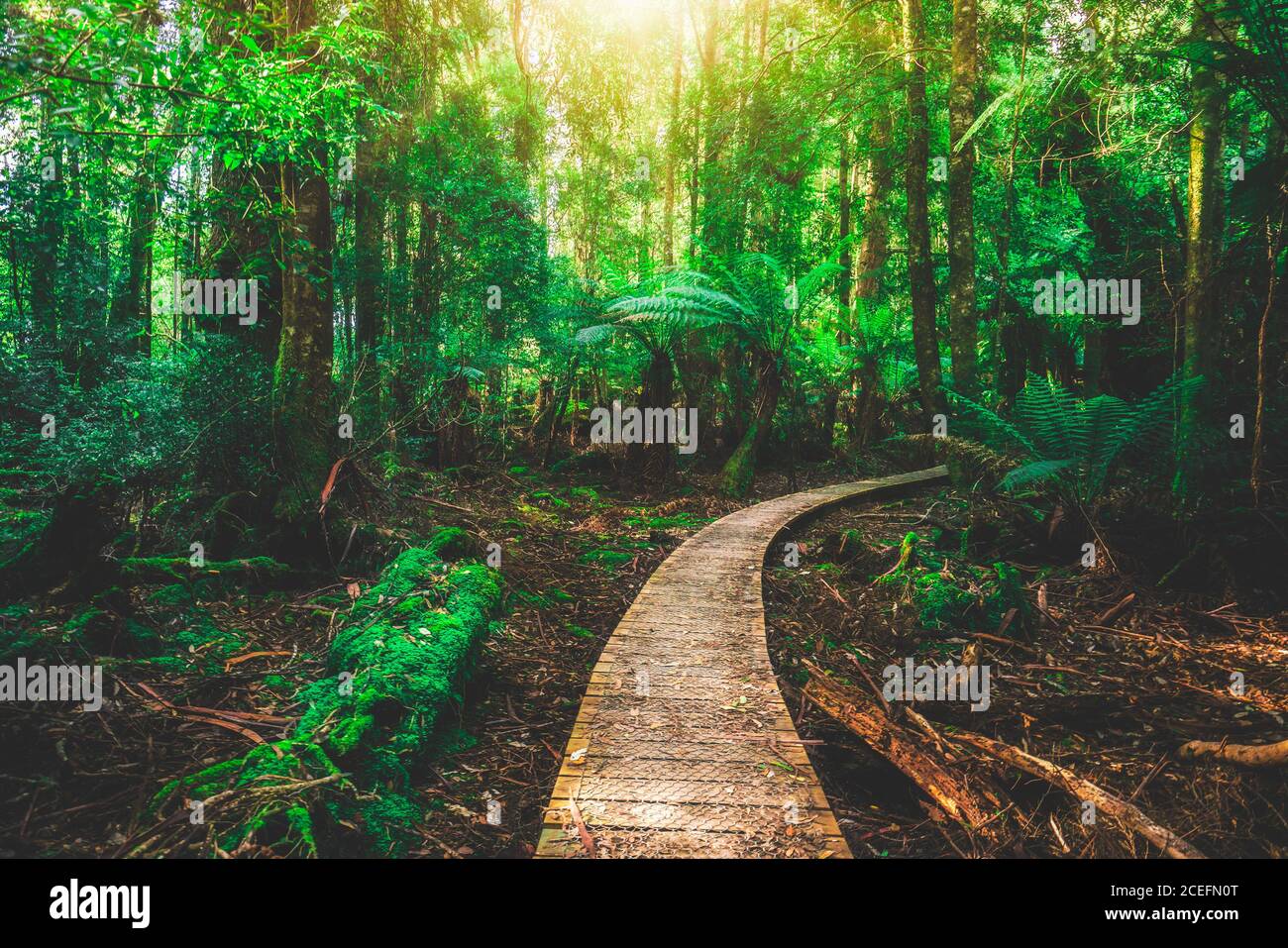 Beautiful rainforest jungle in Tasmania, Australia Stock Photo Alamy