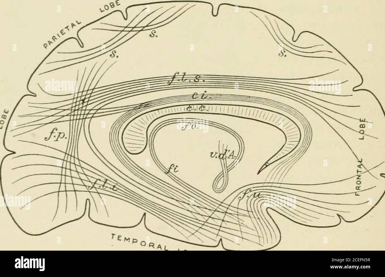 Cerebrum histology hi-res stock photography and images - Alamy