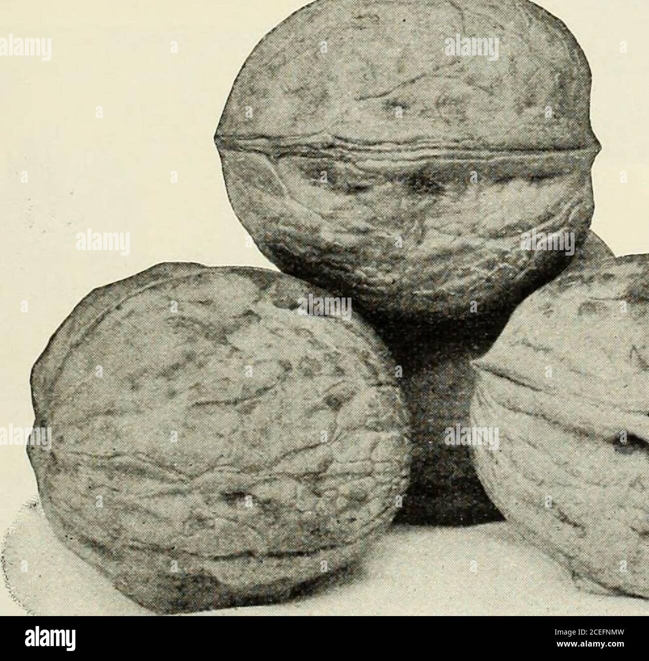 . Revised, illustrated and descriptive catalogue of fruit and ornamental trees shrubs, roses, bulbs and bulbous plants, grape vines, small fruits, etc.. ButternutWALNUT—Juglans.Black.—The well known native species;hardy, prolific and valuable; timber in point ofdurability is difficult to excel.. Stock Photo
