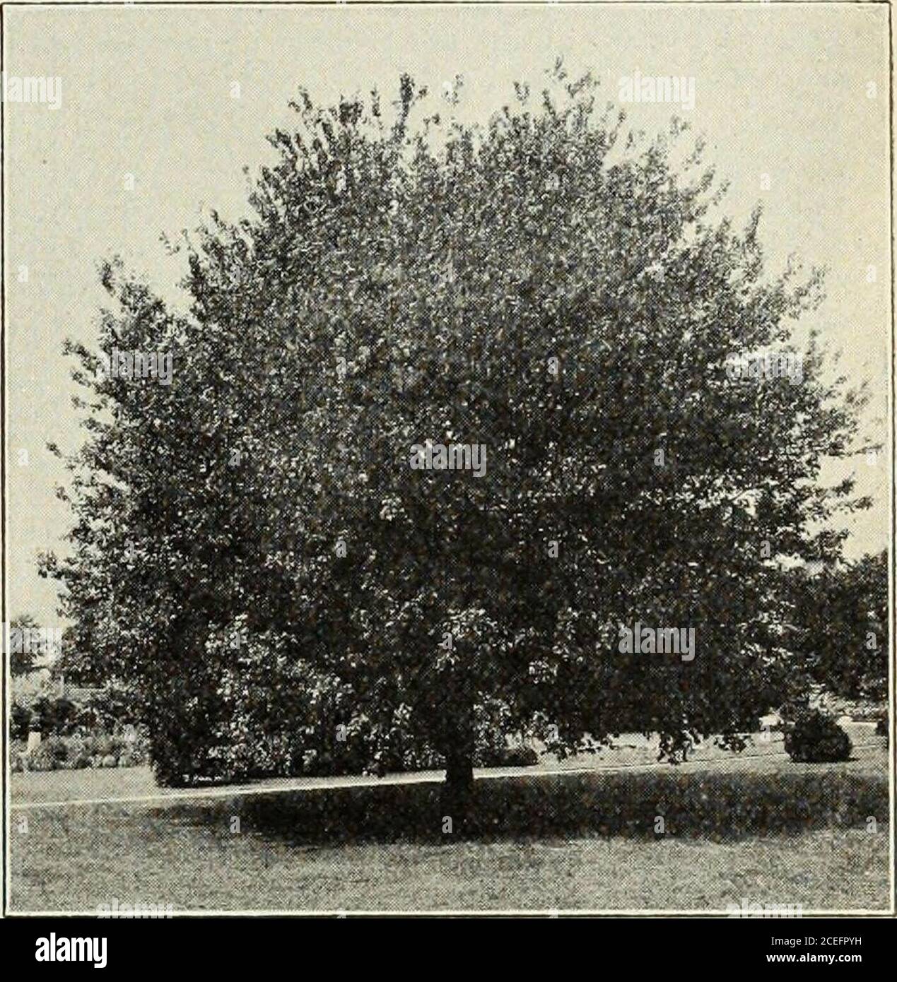 . Revised, illustrated and descriptive catalogue of fruit and ornamental trees shrubs, roses, bulbs and bulbous plants, grape vines, small fruits, etc.. Cut Leaf Japanese Maple growth ami foliage render it worthy, in ouropinion, to be classed among the finest of ourornamental trees. MAPLE—Acer. Very valuable for shade. Vigorous and freefrom disease. Hardy and adapted to all soils.Recommended for street planting. Ash-leaved, or Box Elder (Negundo)—A na-tive tree, maple-like in its seeds and ash-likein foliage; of irregular spreading habit. Japan Blood-leaved.—Of dwarf habit androunded form; fol Stock Photo
