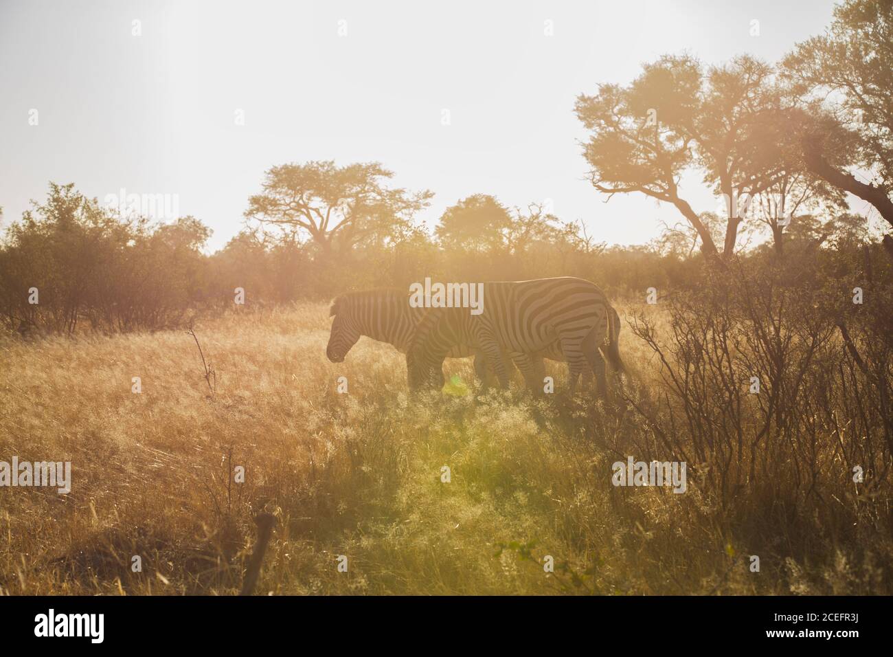 Amazing zebras in savanna Stock Photo