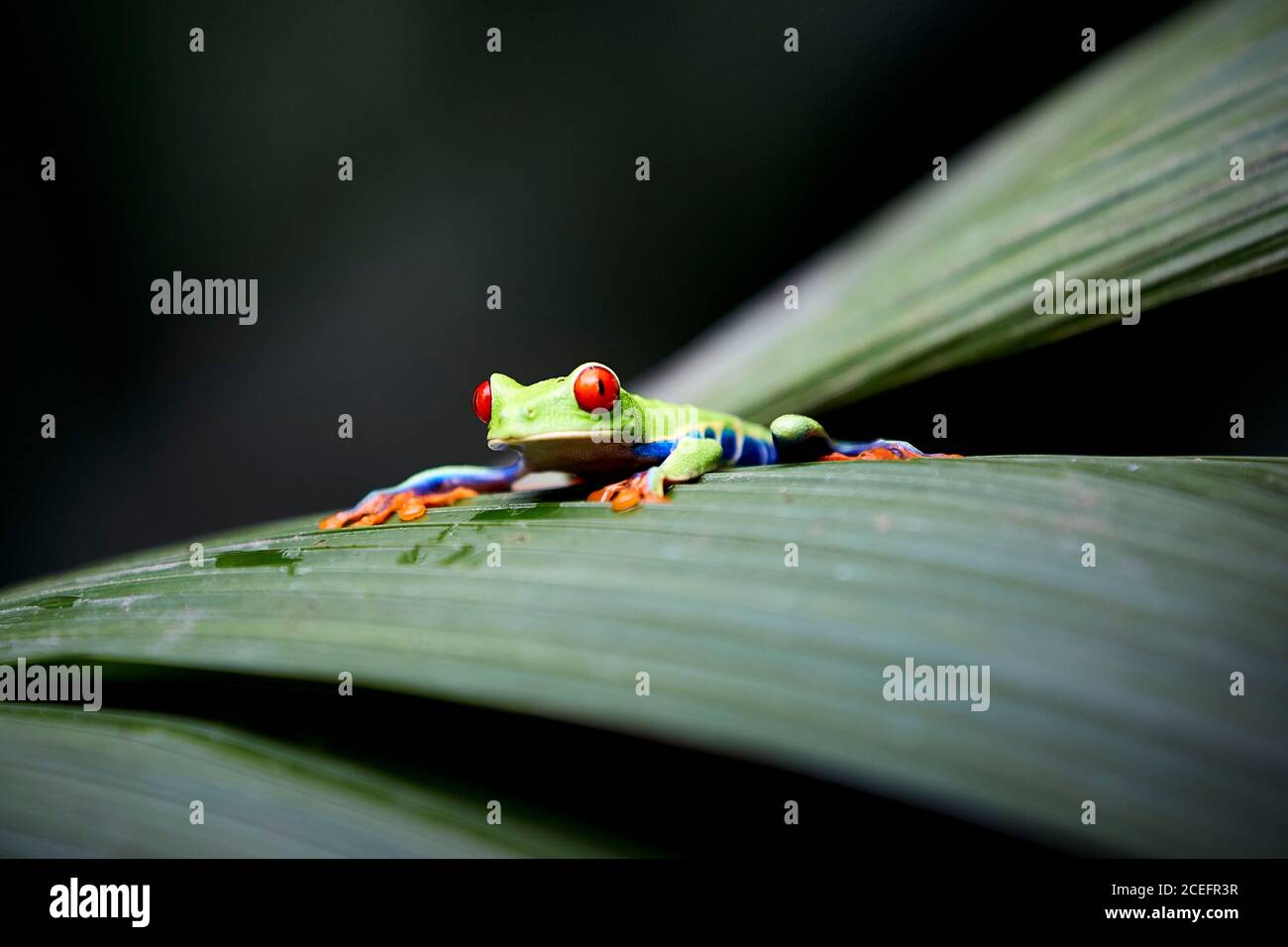 Beautiful frog sitting on leaf Stock Photo