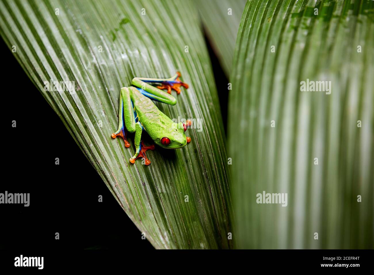 Beautiful frog sitting on leaf Stock Photo