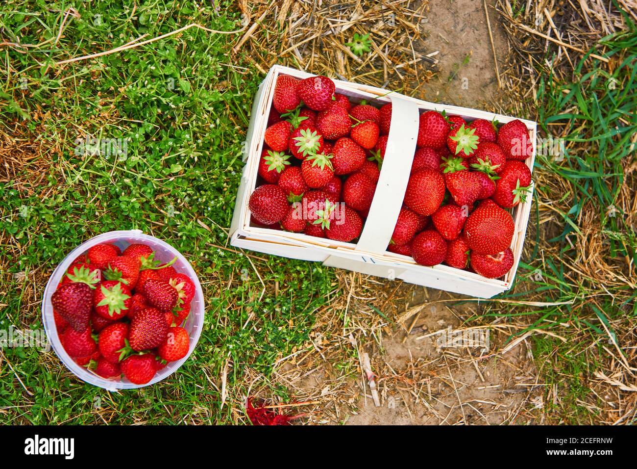 Strawberries To Pick Yourself On A Strawberry Field In Munich Johanneskirchen In The Picture The Fruits Are Weighed Automated Translation Stock Photo Alamy Strawberries To Pick Yourself On A Strawberry Field In Munich Johanneskirchen In The Picture The Fruits Are Weighed Automated Translation Stock Photo Alamy