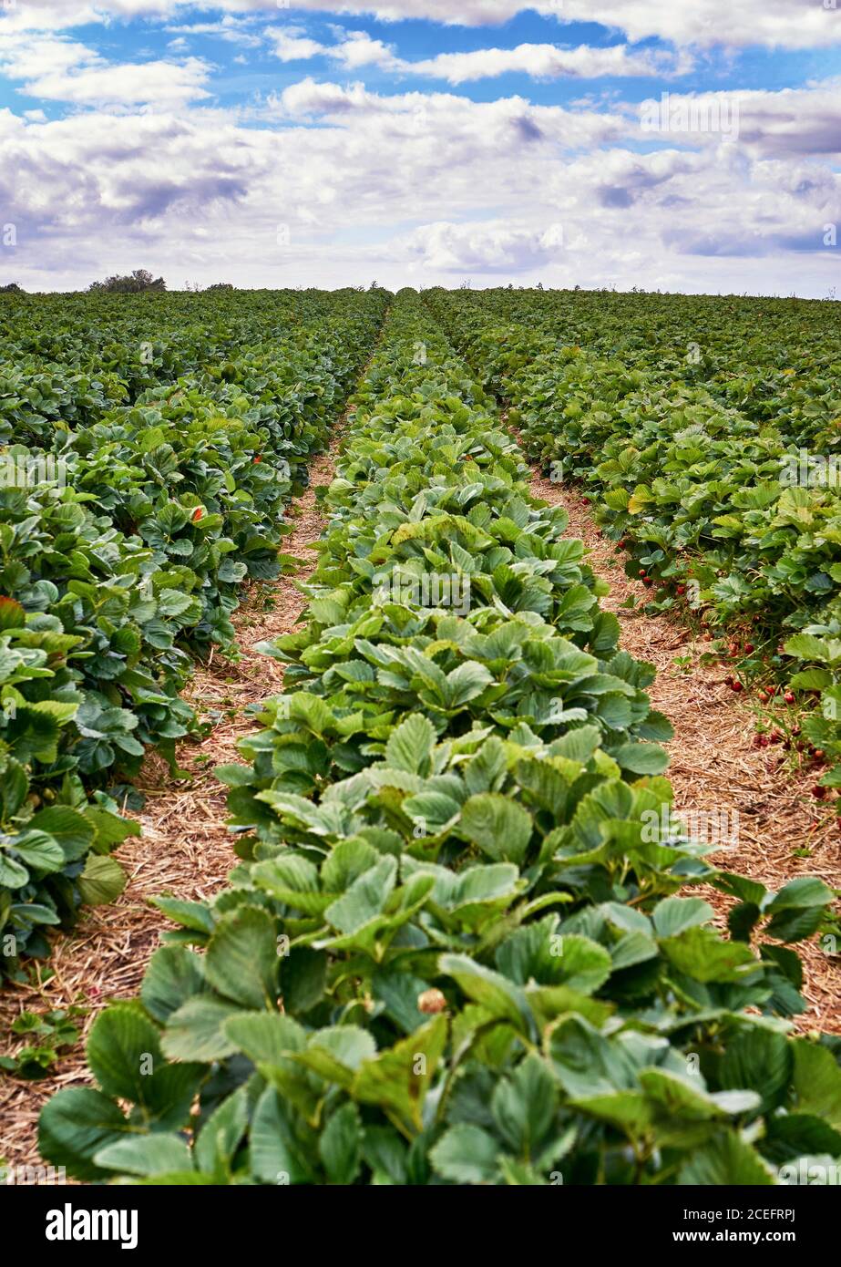 Strawberry field with blue sky and clouds on the horizon Stock Photo ...