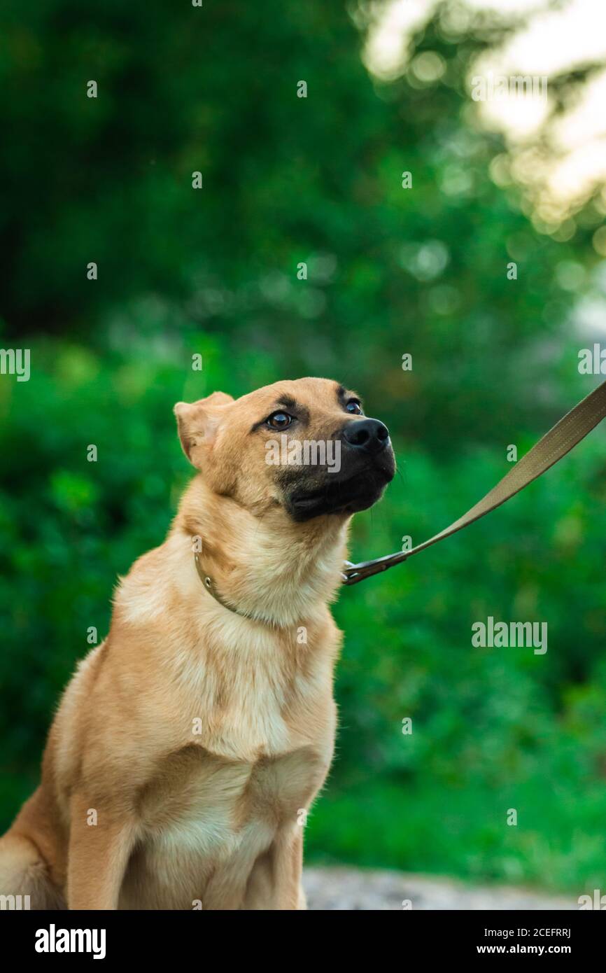 Nervous dog coat hires stock photography and images Alamy