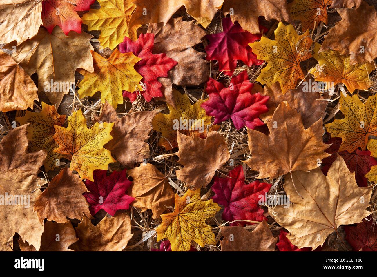 Autumn leaves with different colors background Stock Photo