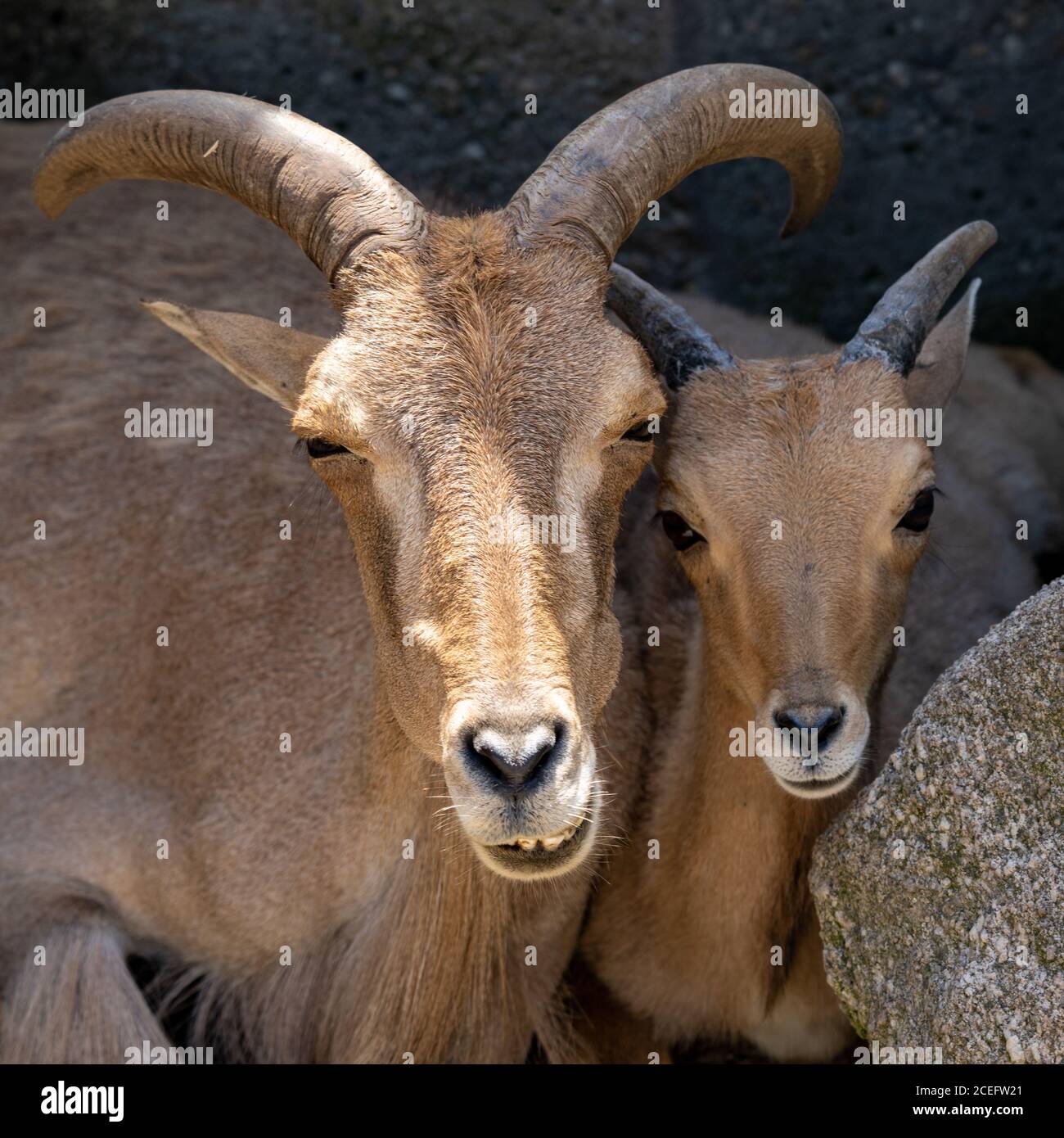 A close up view of a barbary sheep mother and young lamb Stock Photo