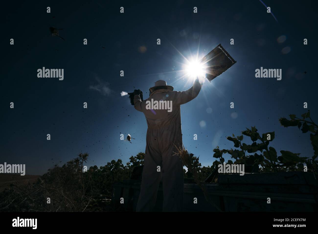 back view of Beekeeper with honey bee swarm up Stock Photo