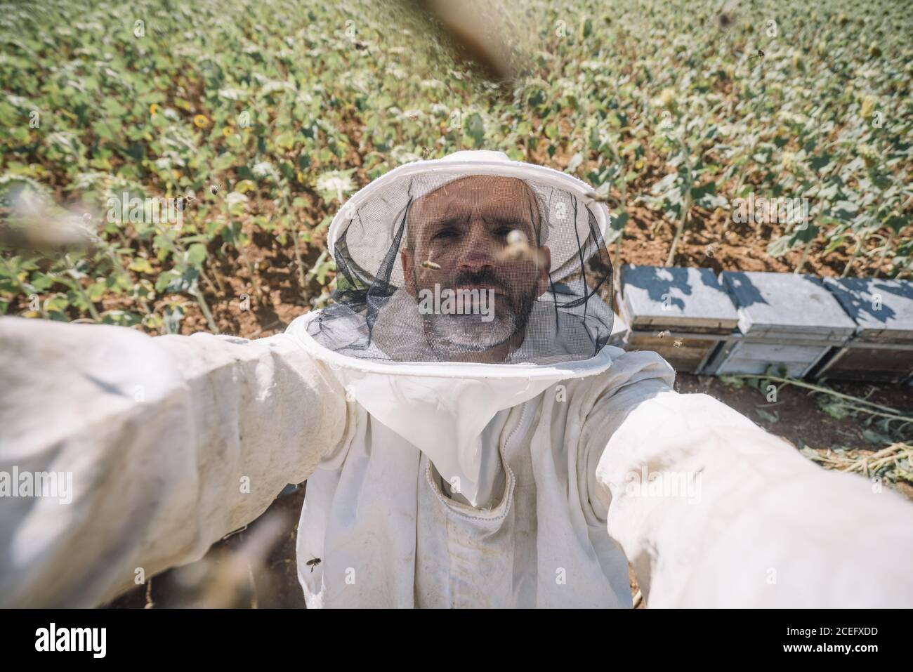 Beekeeper working and taking selfie Stock Photo