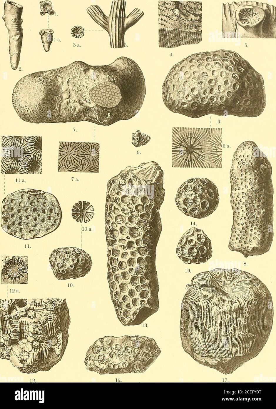Palaeontographica. locoeniu) p-opinqtm Milasch. n. sp. (pag. 208).Goniocora  aggregata Koby (pag. 210).Cry^ytocoenia Böhmi Peatz n. sp. (pag. 211). » »  » » » Einzelkelch. Vergr. ^/i. Cryptocoenia äff. decipiens Etall. sp.