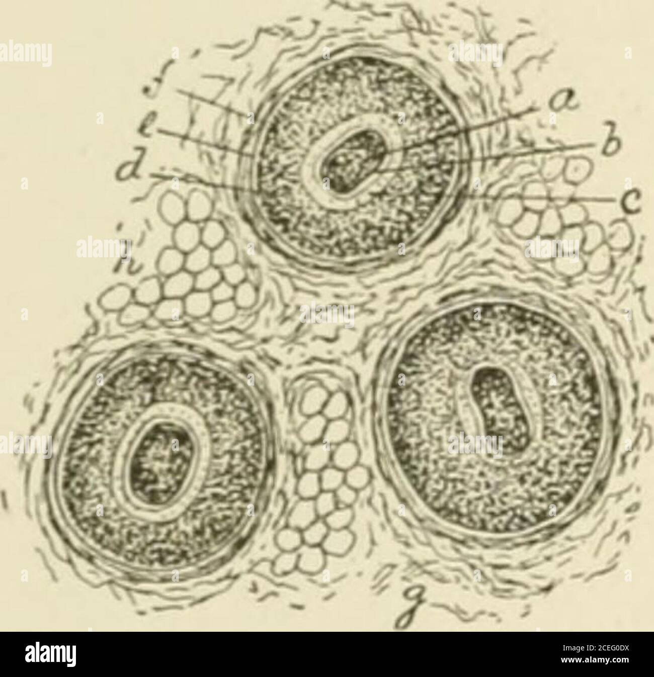 Outer Fibrous Tissue High Resolution Stock Photography and Images - Alamy