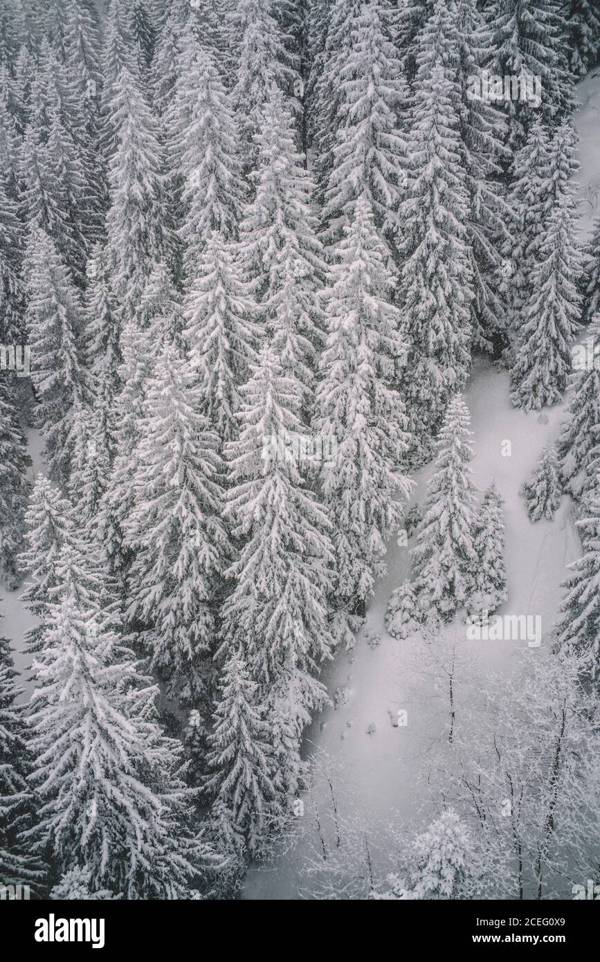 Snowy pine trees hi-res stock photography and images - Alamy