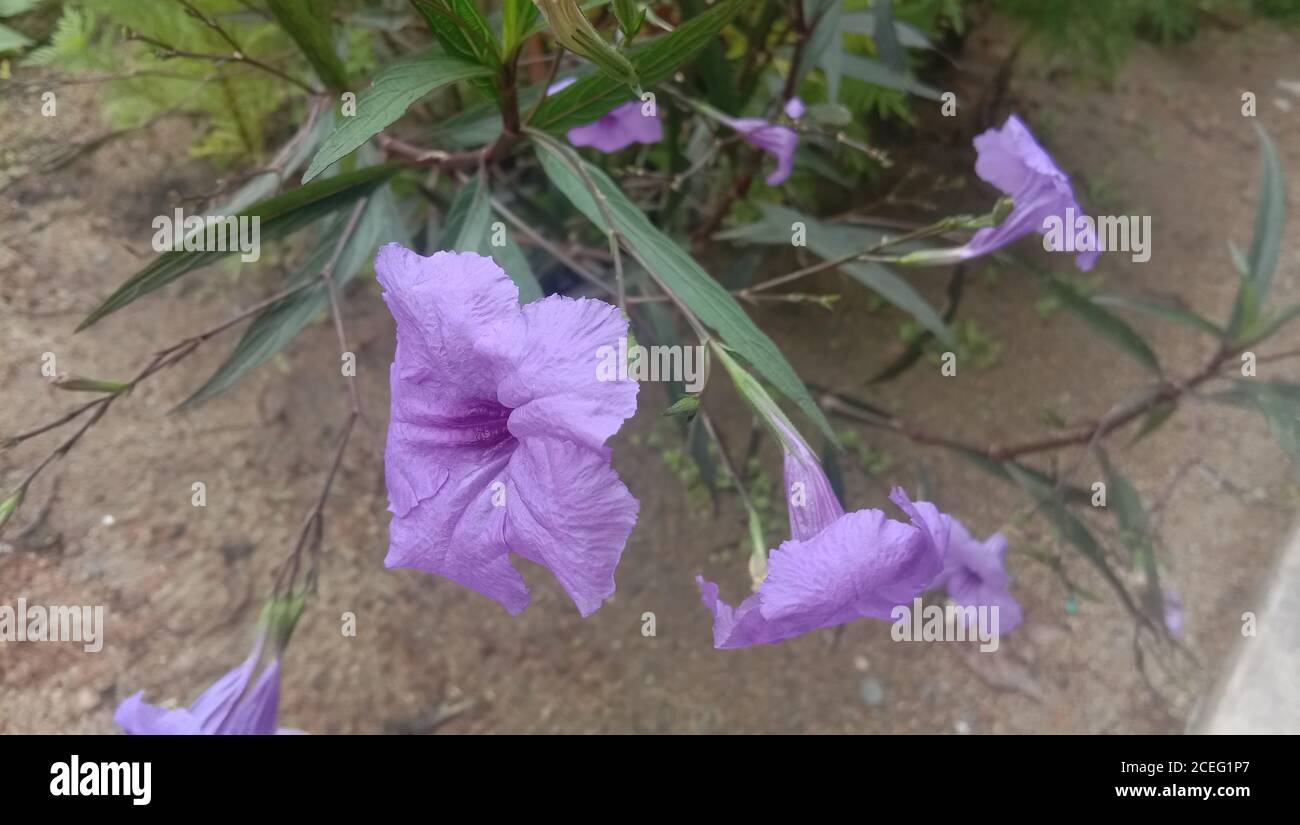 Ruellia simplex, the Mexican petunia, Mexican bluebell or Britton's wild petunia, is a species of flowering plant in the family Acanthaceae. Stock Photo