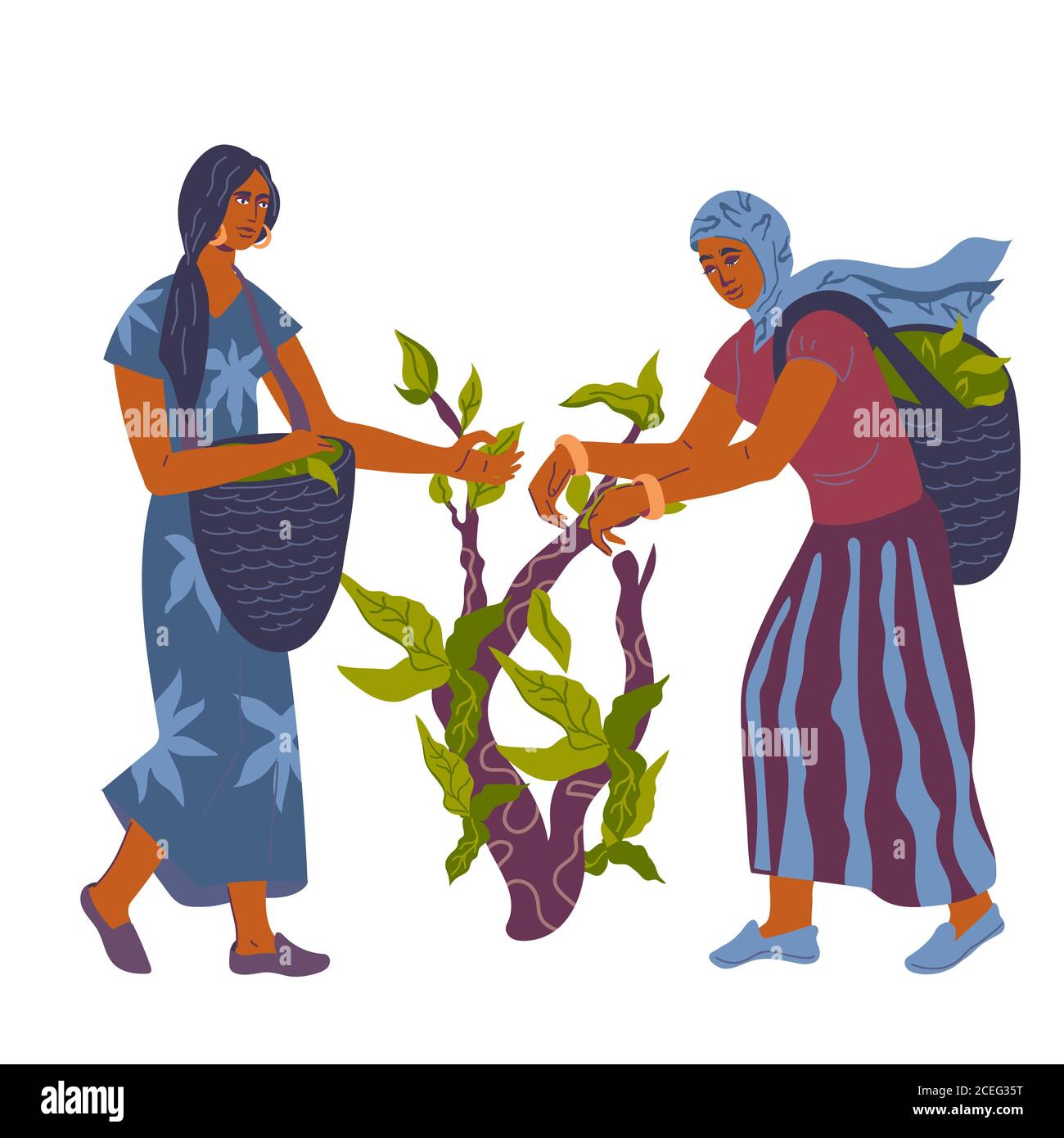 Tea picking with women pickers at plantation, flat vector illustration