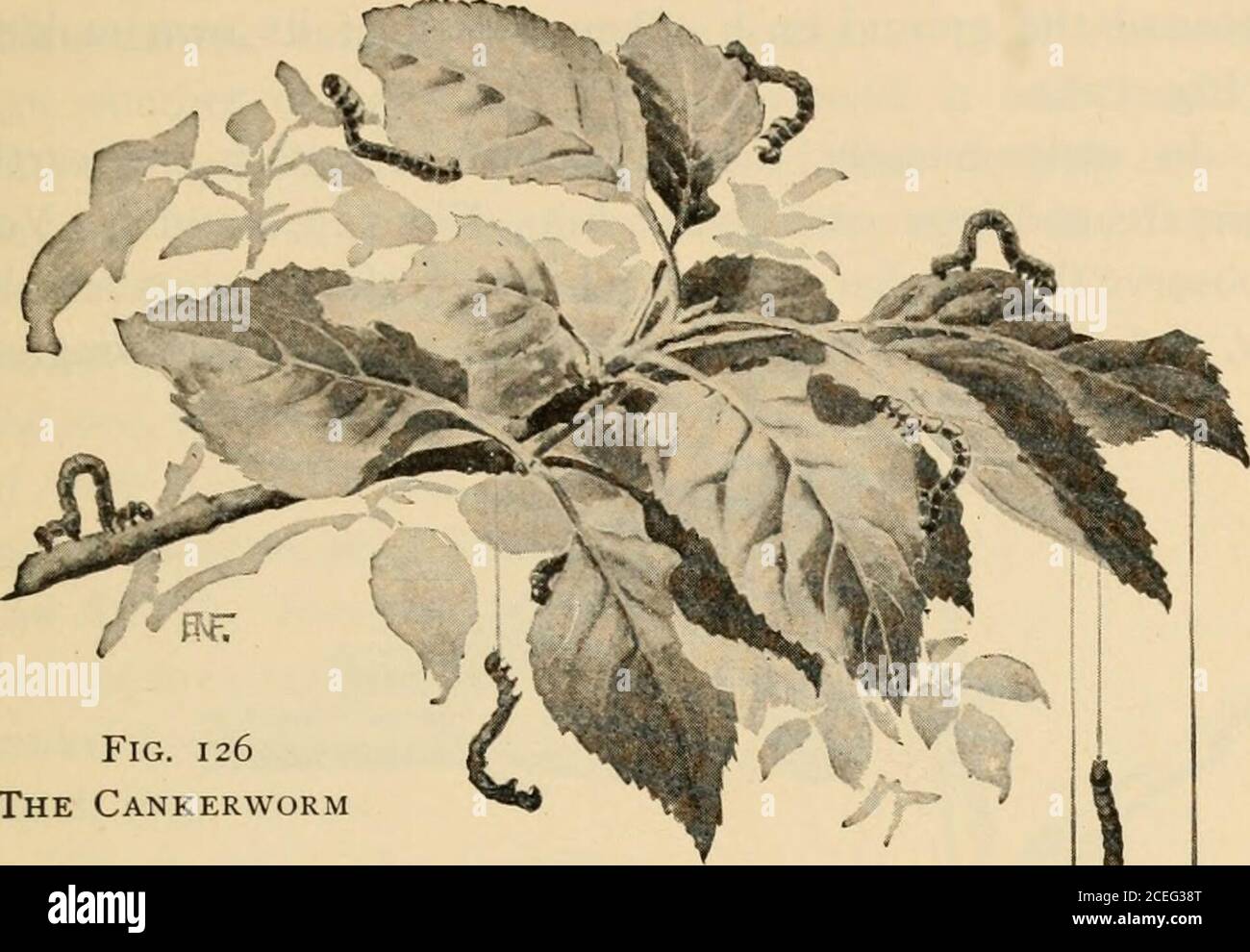 Resistant to most pest hi-res stock photography and images - Alamy