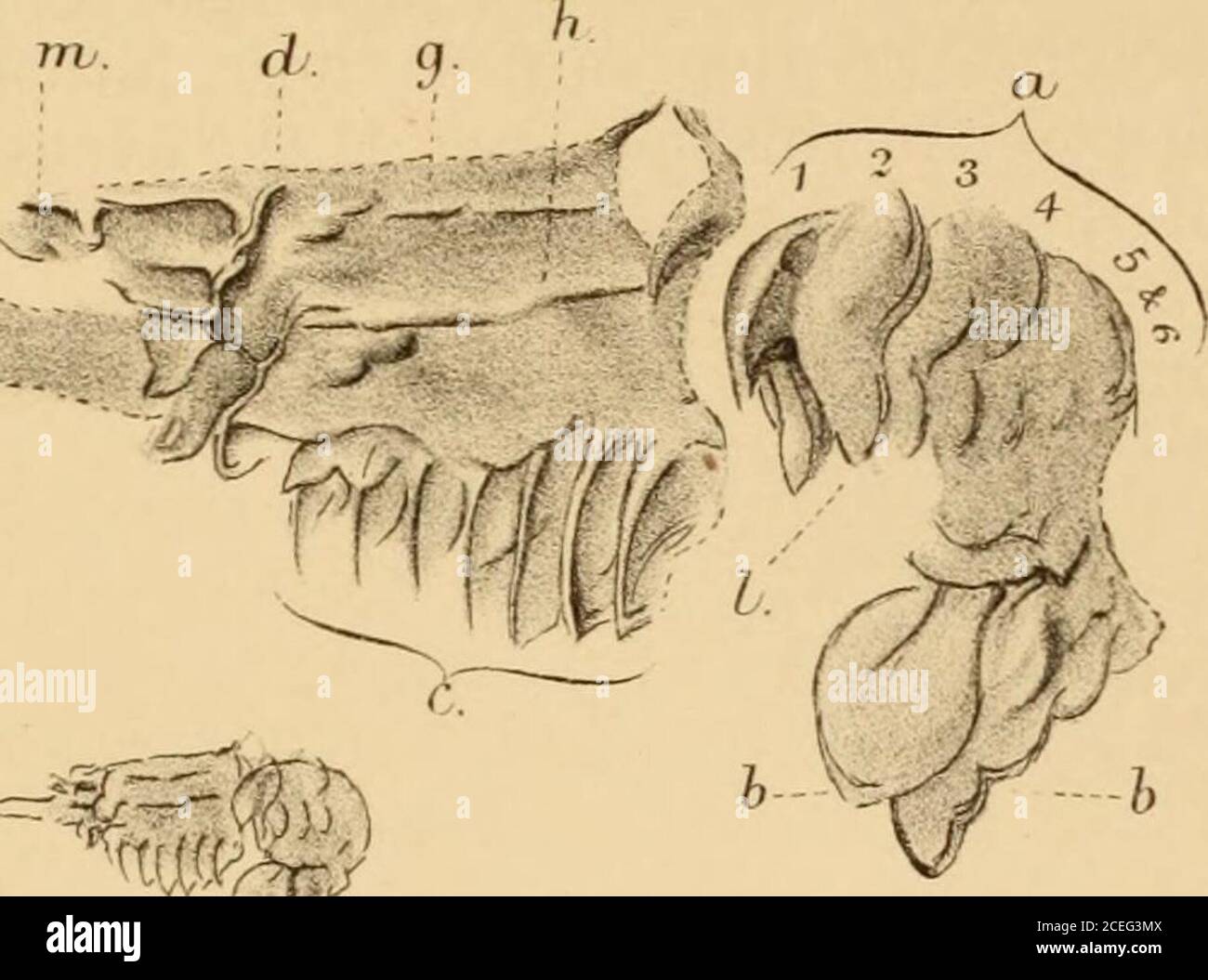 . The Quarterly journal of the Geological Society of London. e. Middle of cervical groove. /. Lateral angles (posterior) of carapace. g. Median ridge of carapace. h. Lateral ridges. i. „ margin of carapace. 7c. Indication of appendage. /. Pleurae of abdominal somites. m. Portion of rostrum. (N.B. The letters refer to the same parts in all the figures.)* Sheet 41, Scotland. t Trans. Roy. Soc. Edinb. vol. xxii. p. 391. 878 e. etueridge, jun., on a lower-carboniferous decapod. Discussion. Mr. H. Woodward expressed his gratification at the discovery ofthis interesting Crustacean by Mr. Ethcridge, Stock Photo