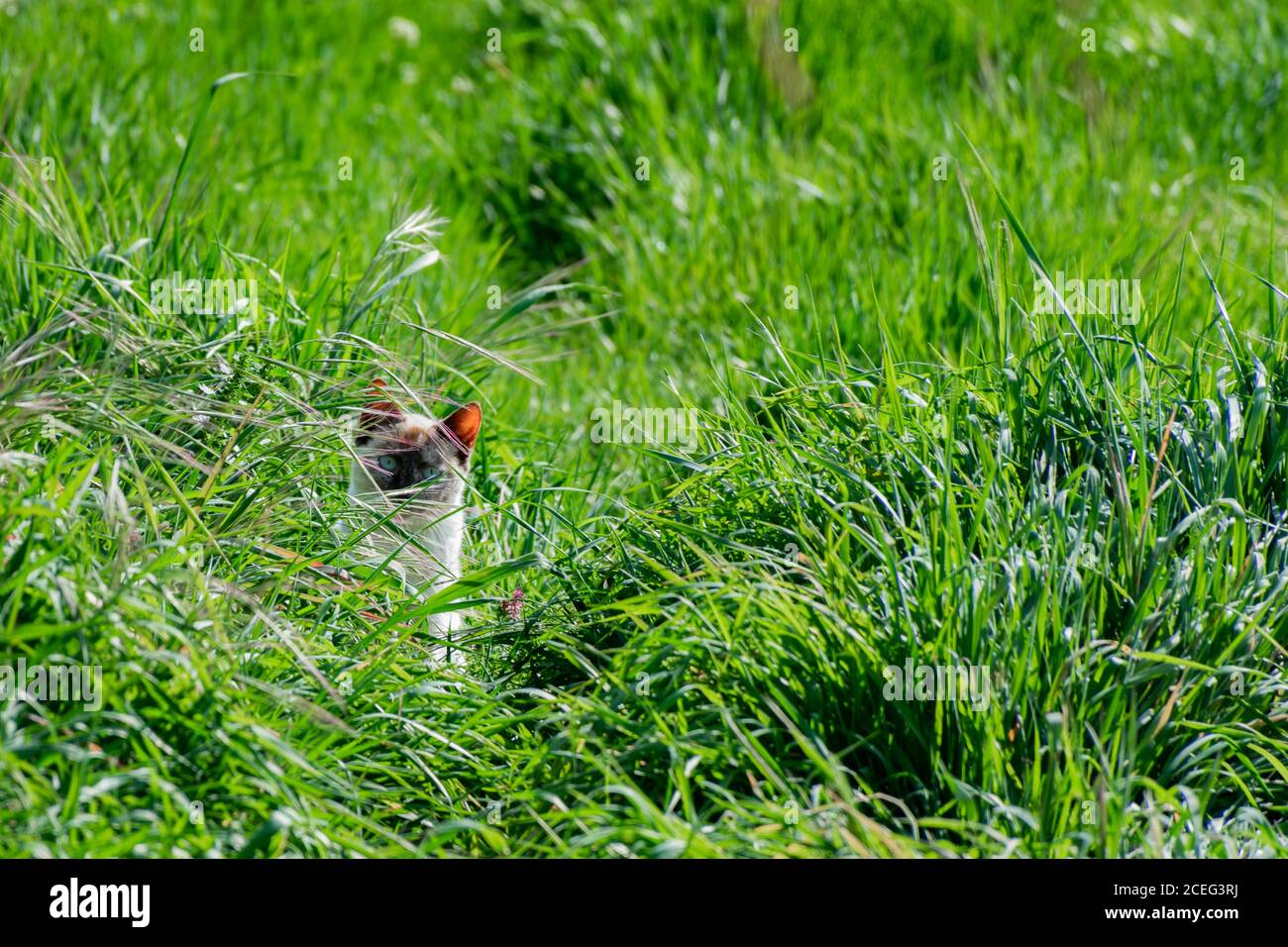 Cat hiding in grass hi-res stock photography and images - Alamy