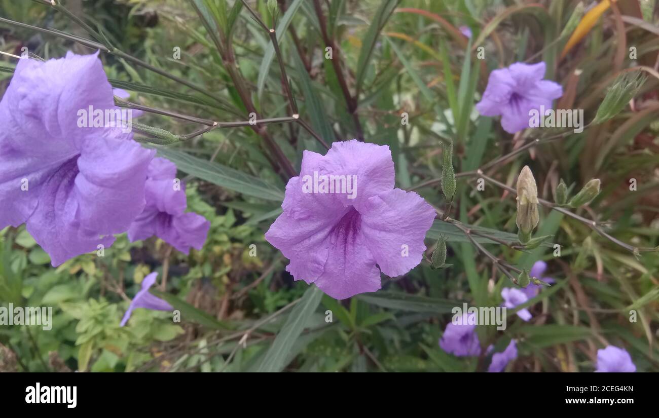 Ruellia simplex, the Mexican petunia, Mexican bluebell or Britton's wild petunia, is a species of flowering plant in the family Acanthaceae. Stock Photo