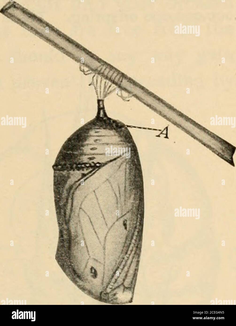 . Agriculture for beginners. Fig. 115. Moth Pupa in CocoonFrom Dickersons Moths and Butterflies, Ginn & Company Some insects, like the grasshopper, do not completelychange form. Fig. 117 represents young grasshoppers,which very closely resemble their parents. Insects lay many eggs and reproduce with wonderfulrapidity. They thus make up in number what they lack ORCHARD, GARDEN, AND FIELD INSECTS 12$ in size. The queen honeybee often lays as many as fourthousand eggs in twenty-four hours. A single house flylays between one hundredand two hundred eggs in onenight. The mosquito layseggs in quantit Stock Photo