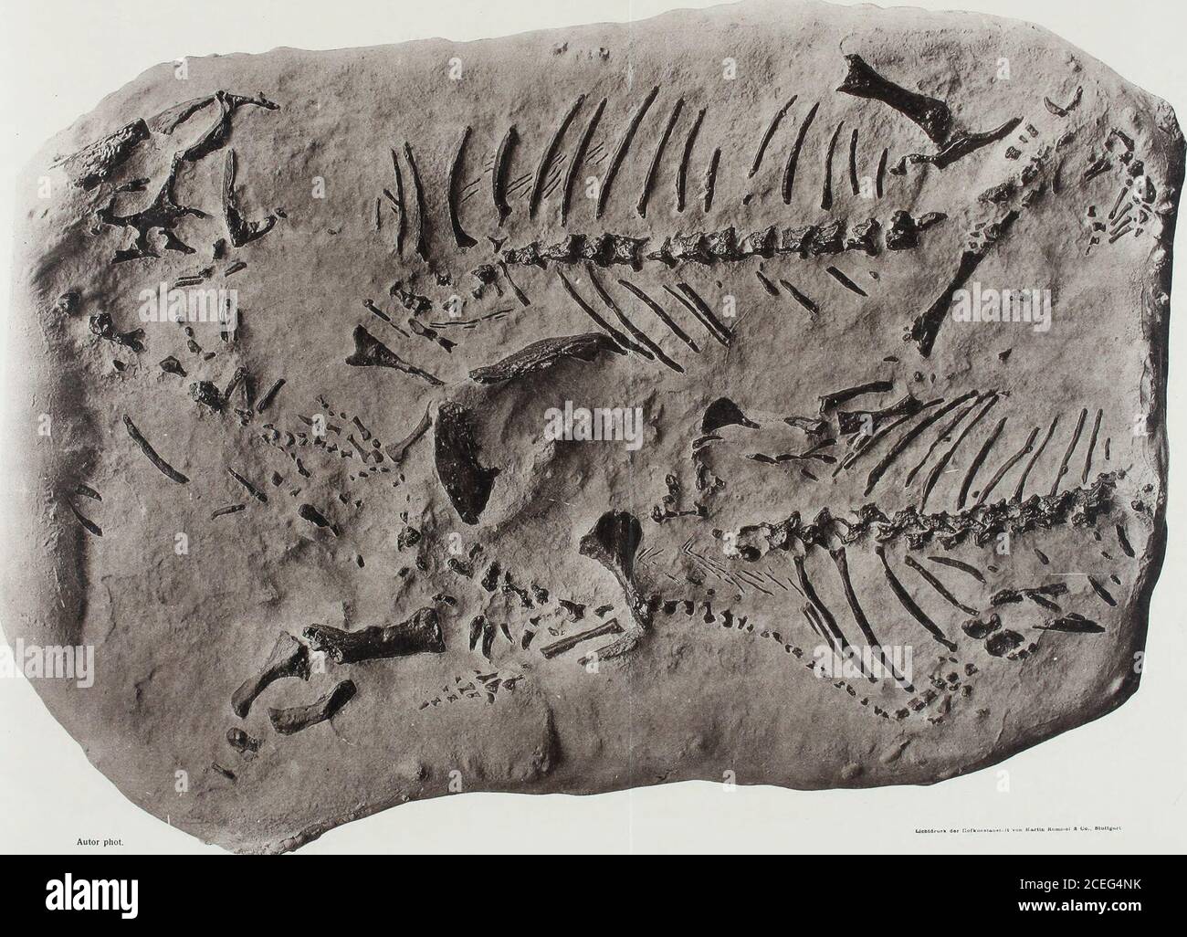 . Palaeontographica. „ichldruek d«r H«fl.nnt«n«ftit ^on iUrlln