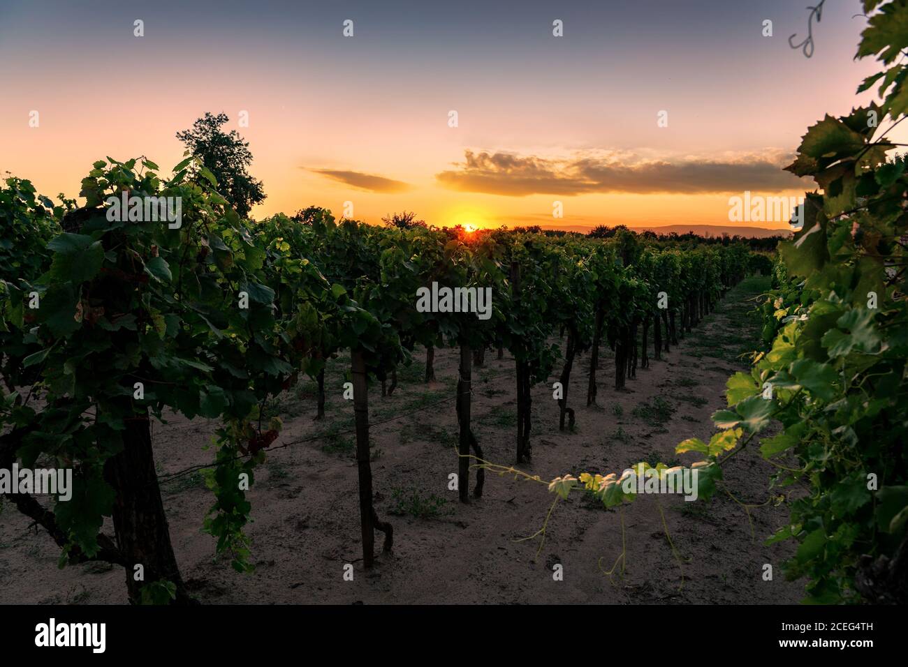 Winery farm sun hi-res stock photography and images - Alamy