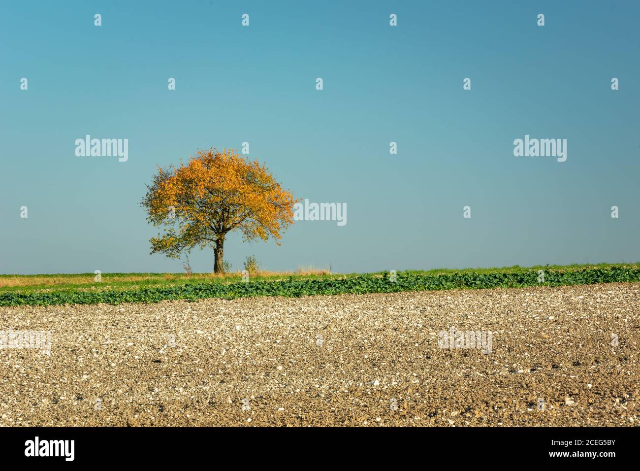 Single tree growing in park hi-res stock photography and images - Alamy
