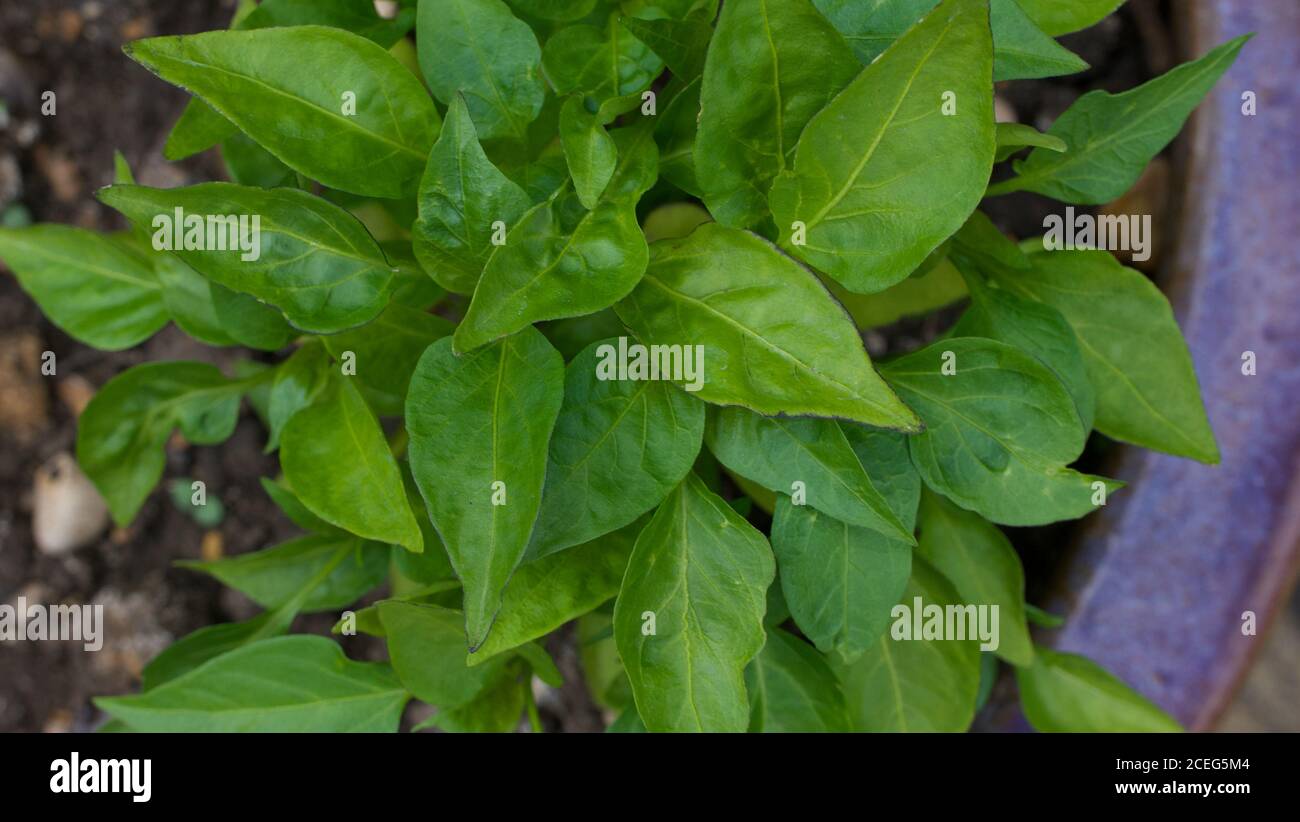 Pimento plant hires stock photography and images Alamy